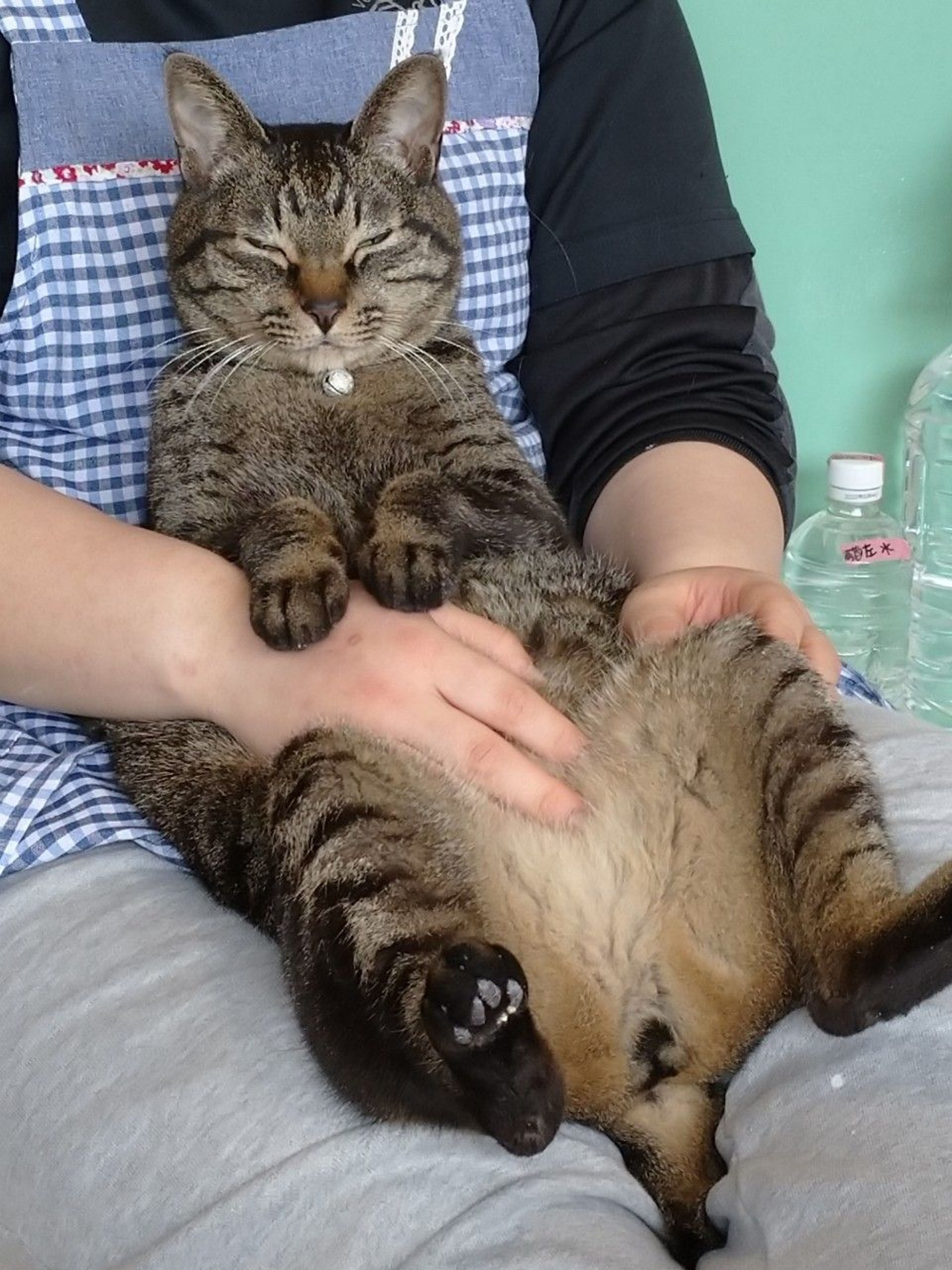 pet-image-2