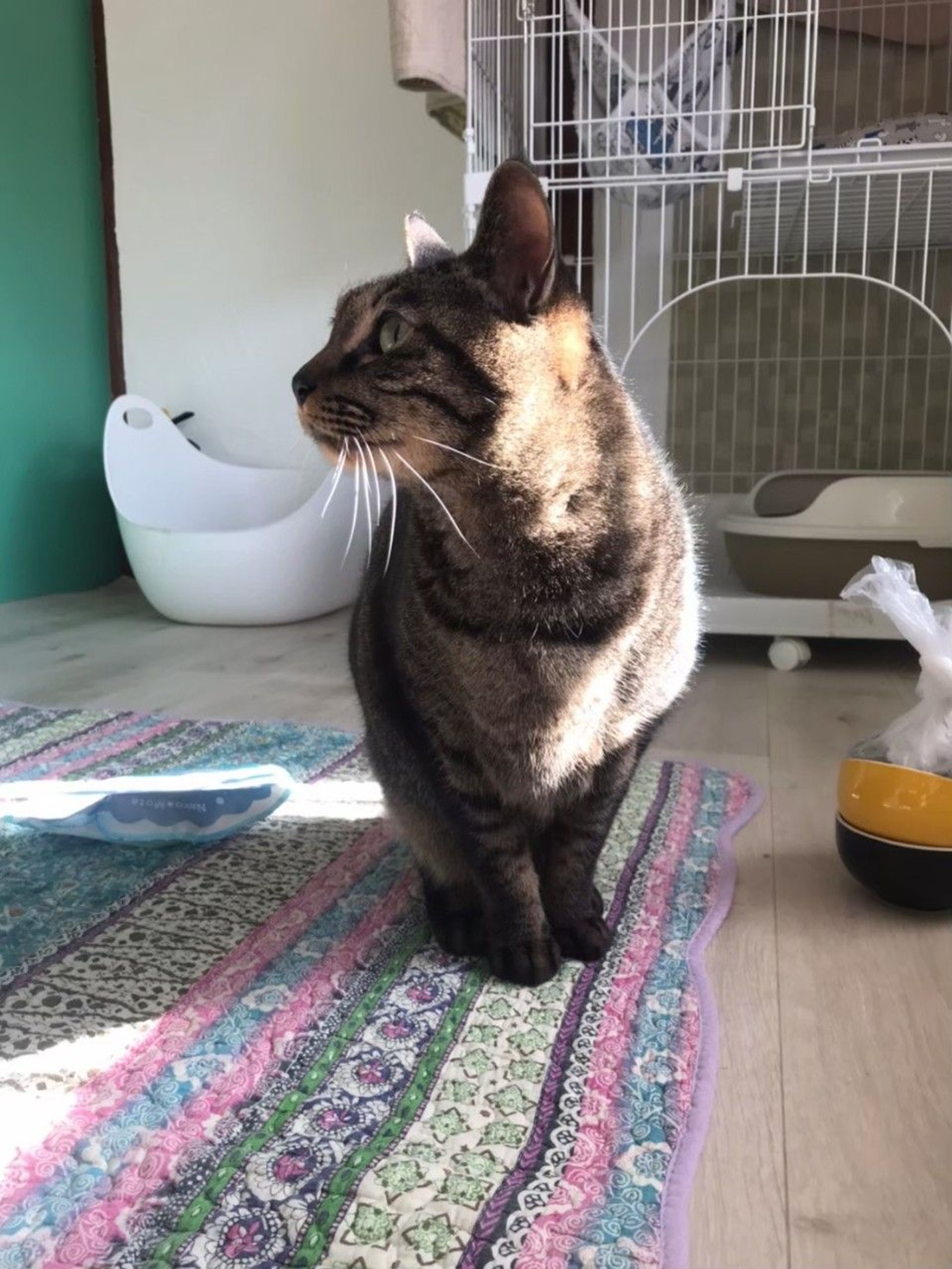 pet-image-4