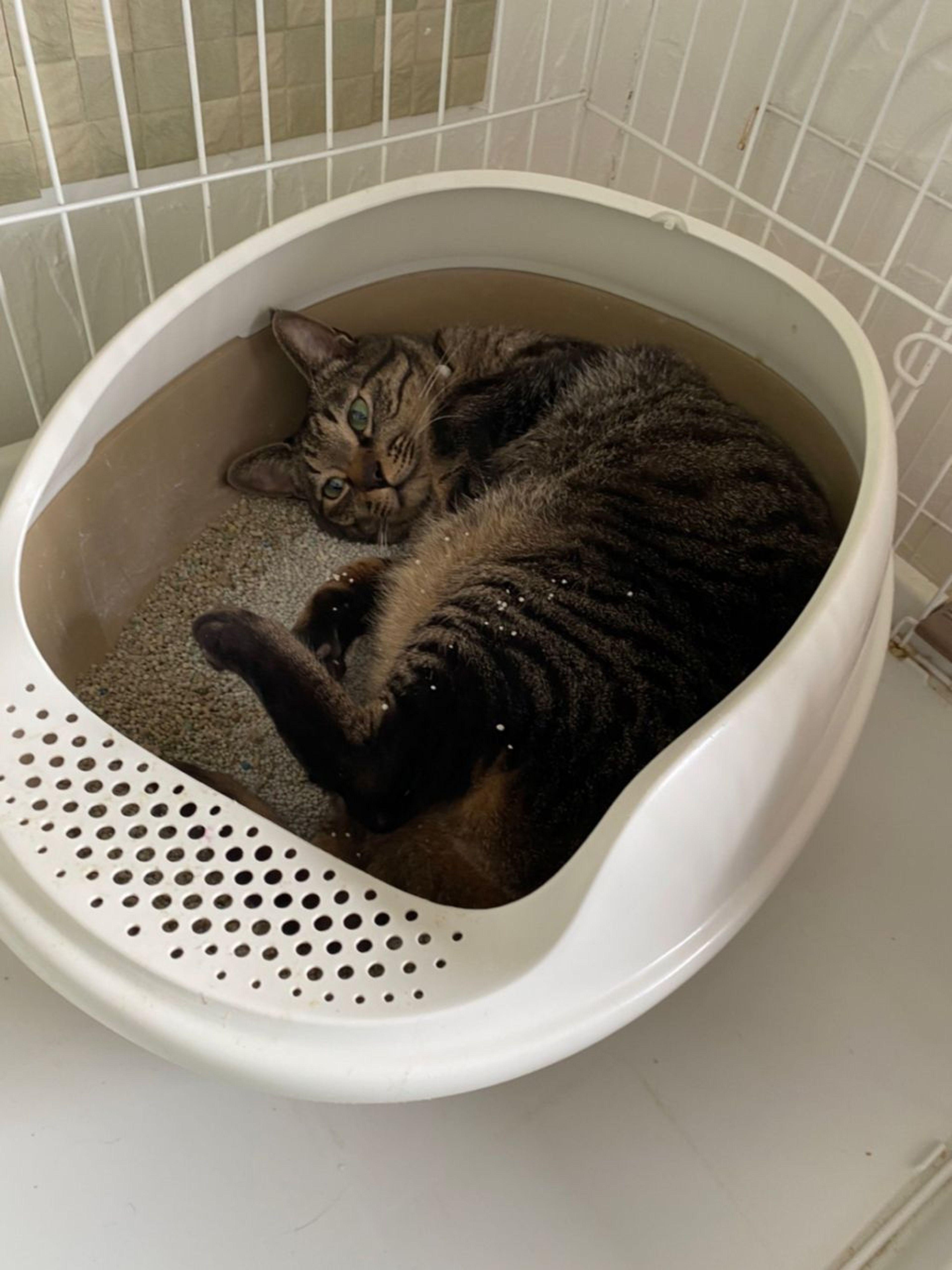 pet-image-5