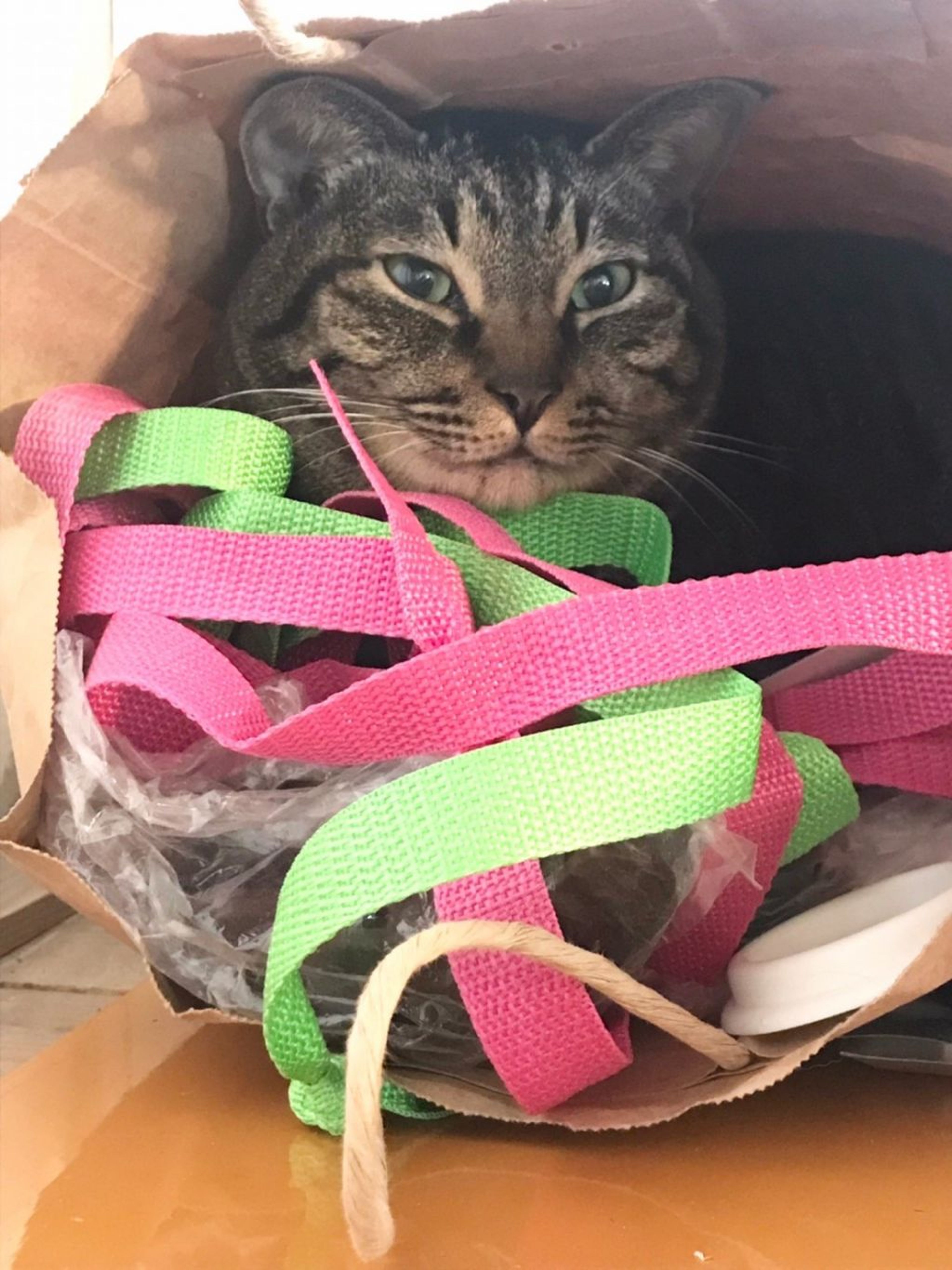 pet-image-6