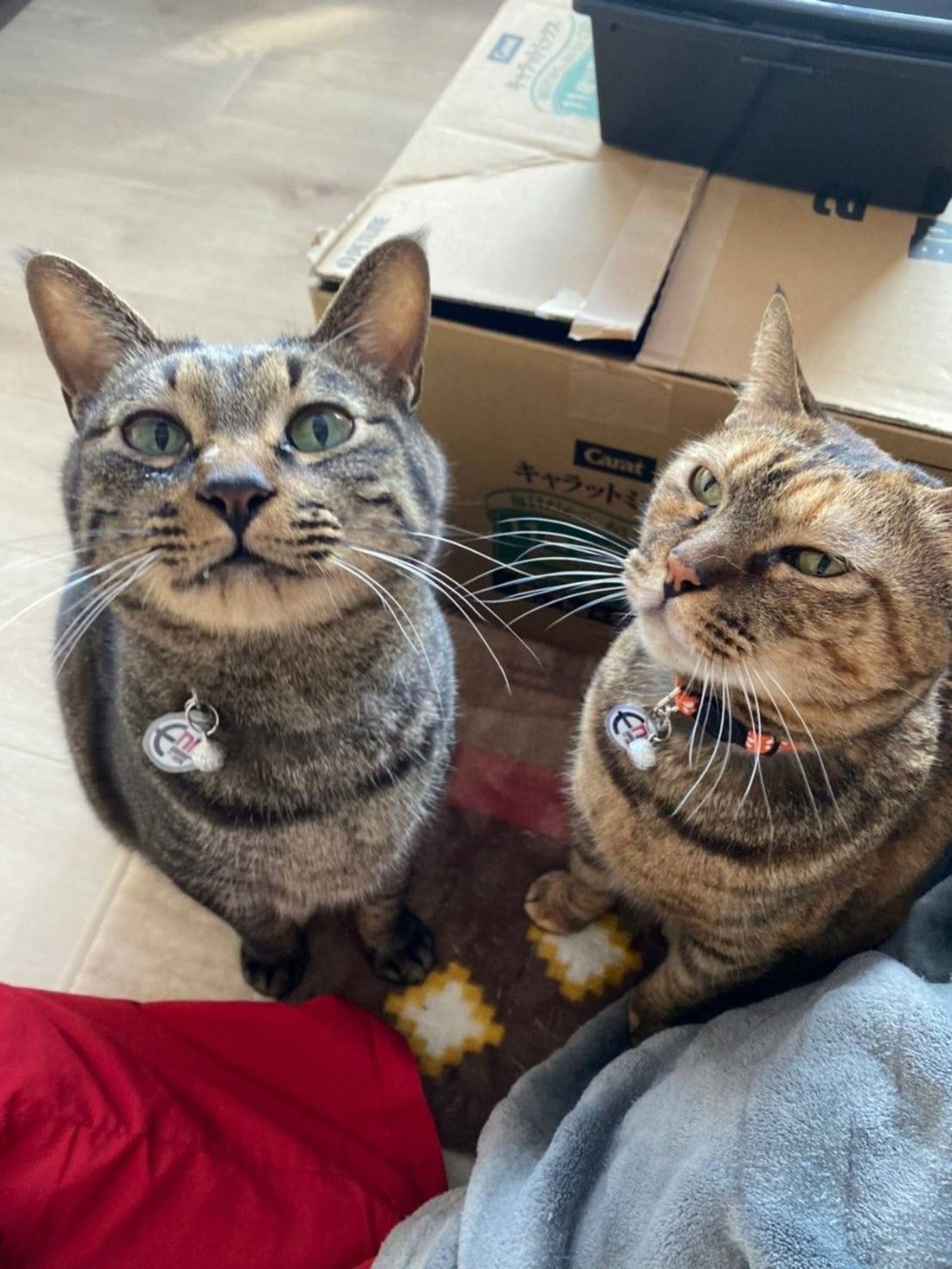 pet-image-9