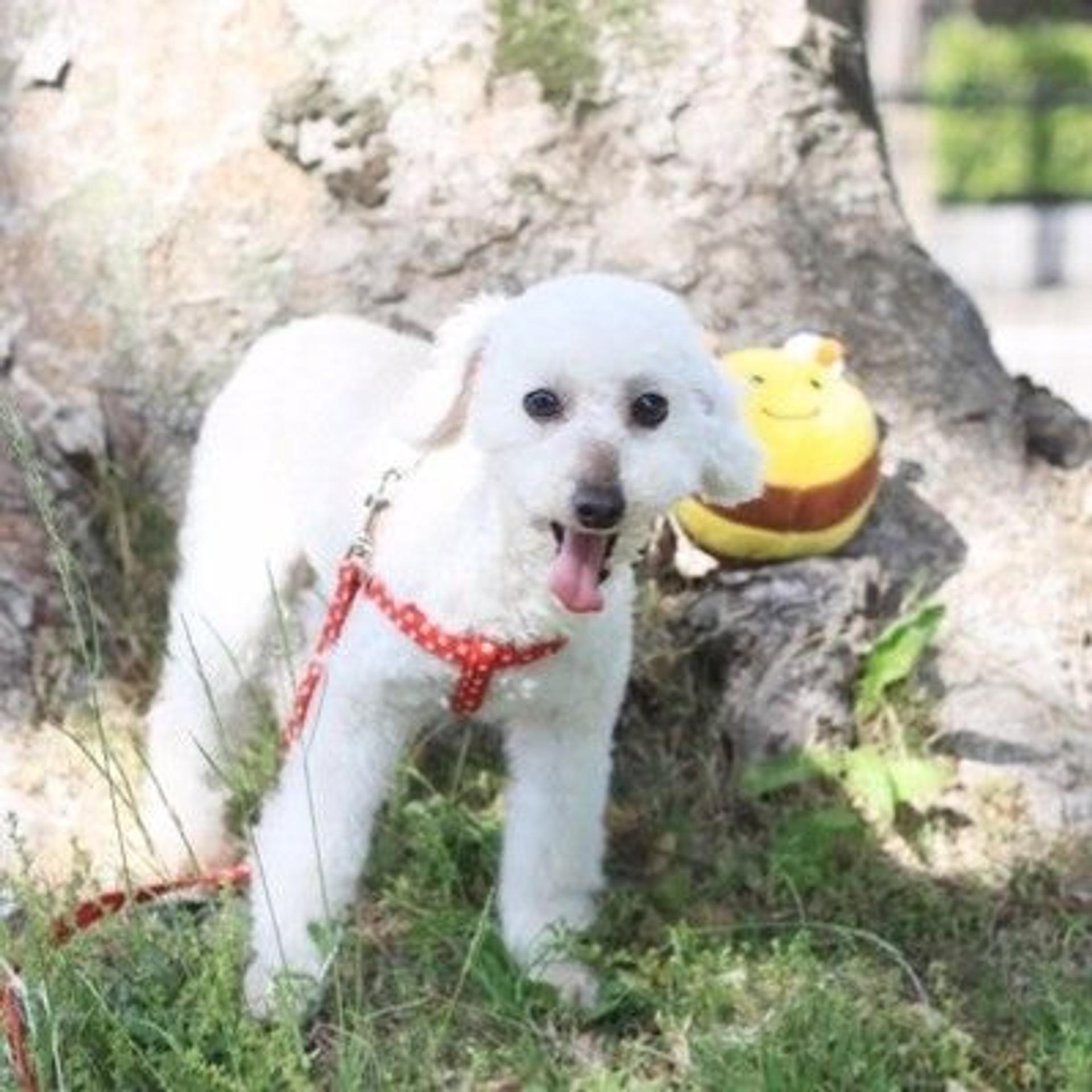 pet-image-2