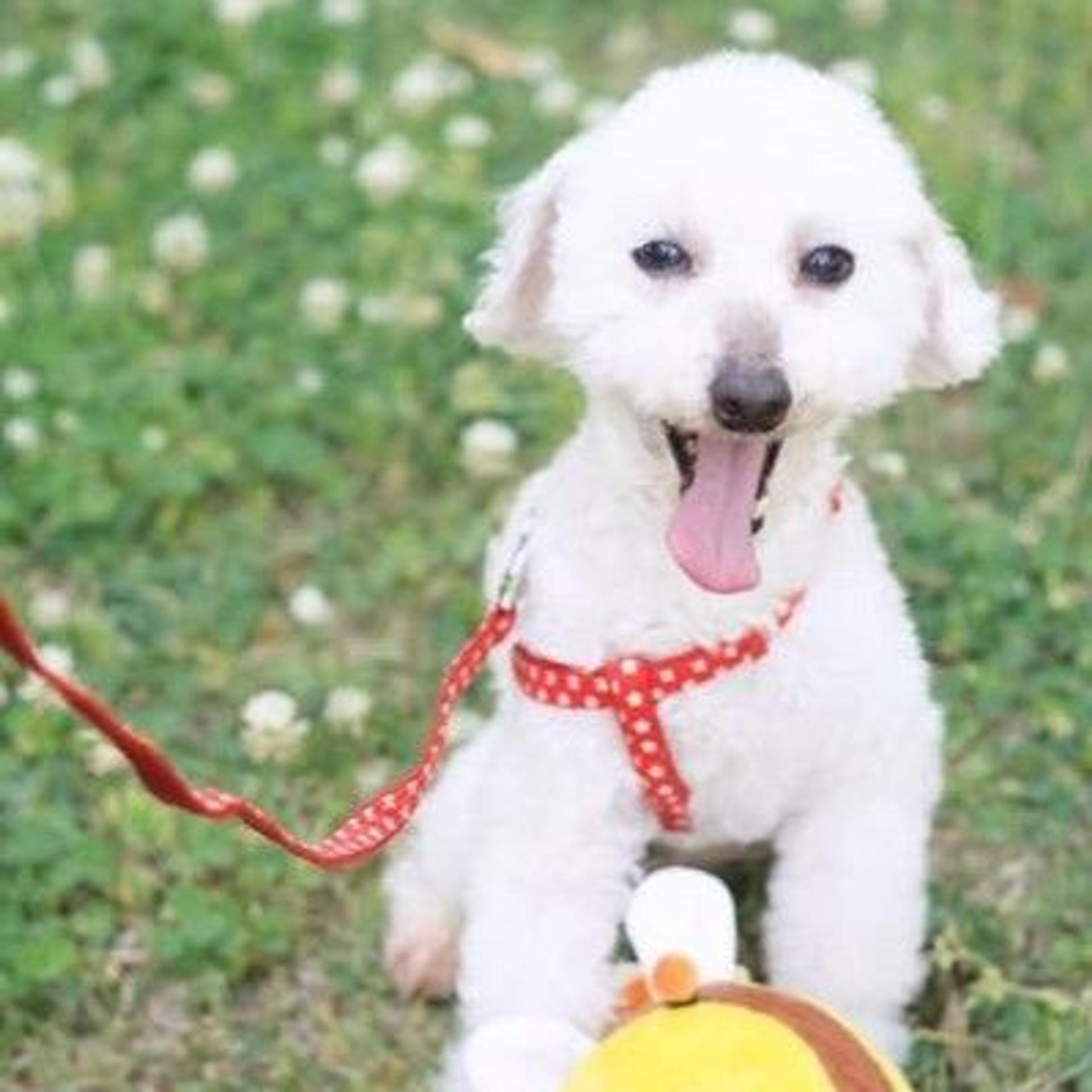 pet-image-3