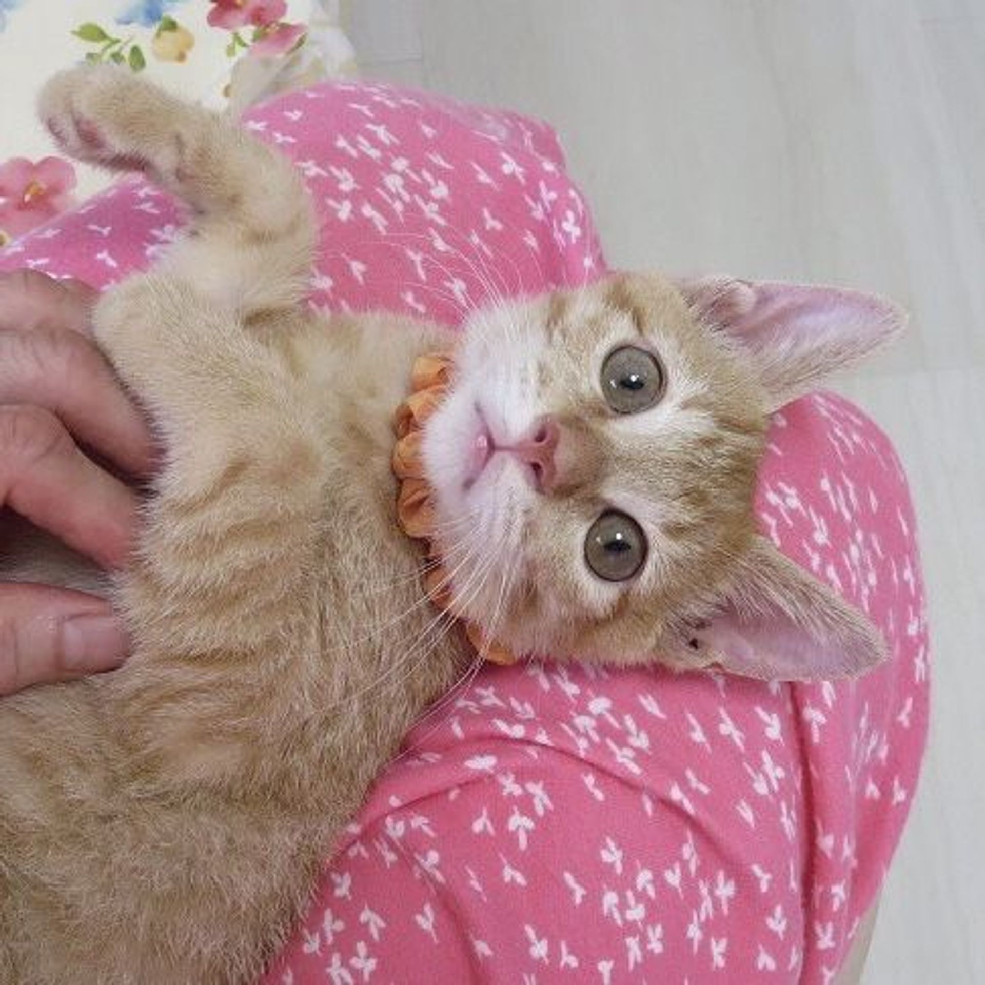 雑種（ミックス猫）・オスの里親募集の写真
