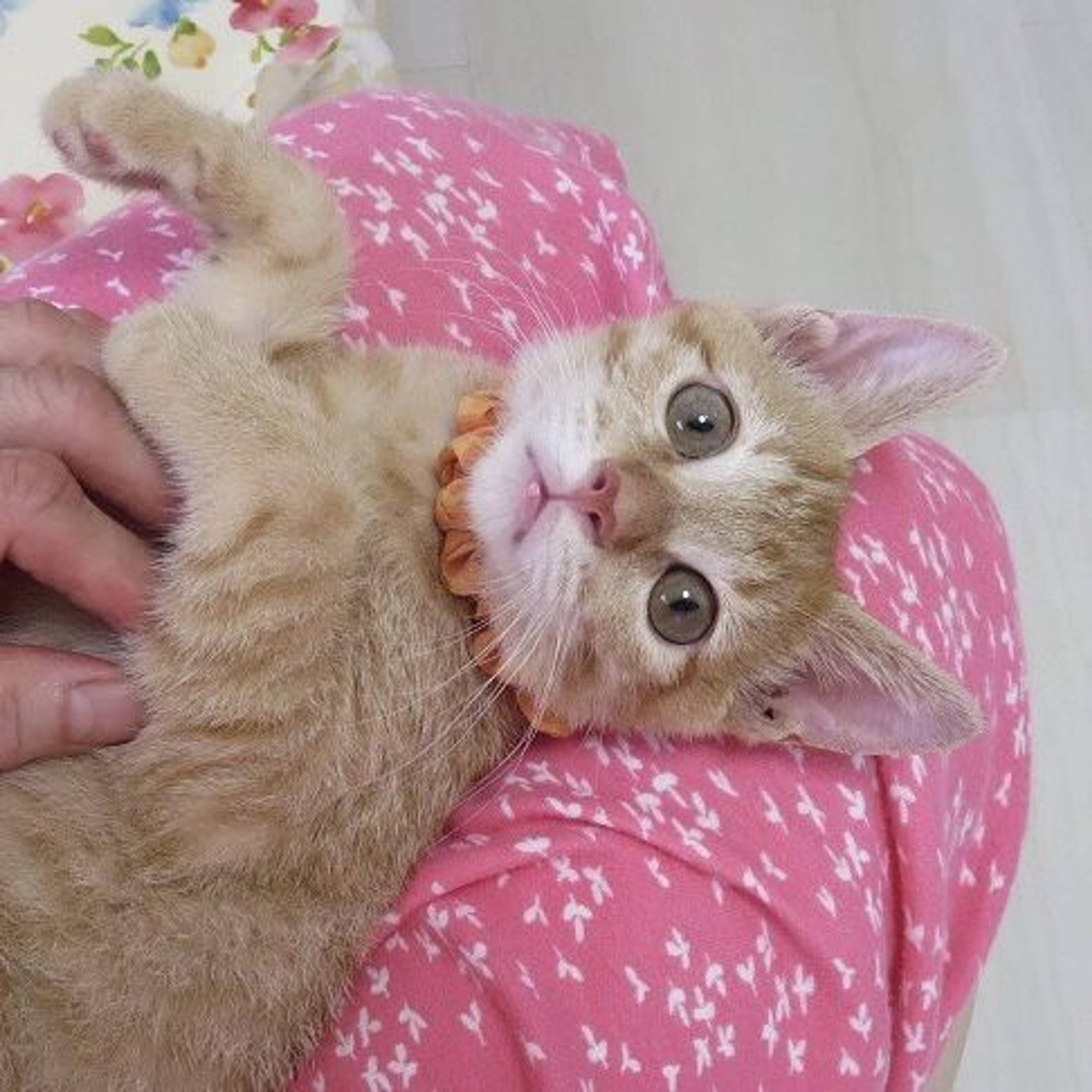 雑種（ミックス猫）・オスの里親募集の写真