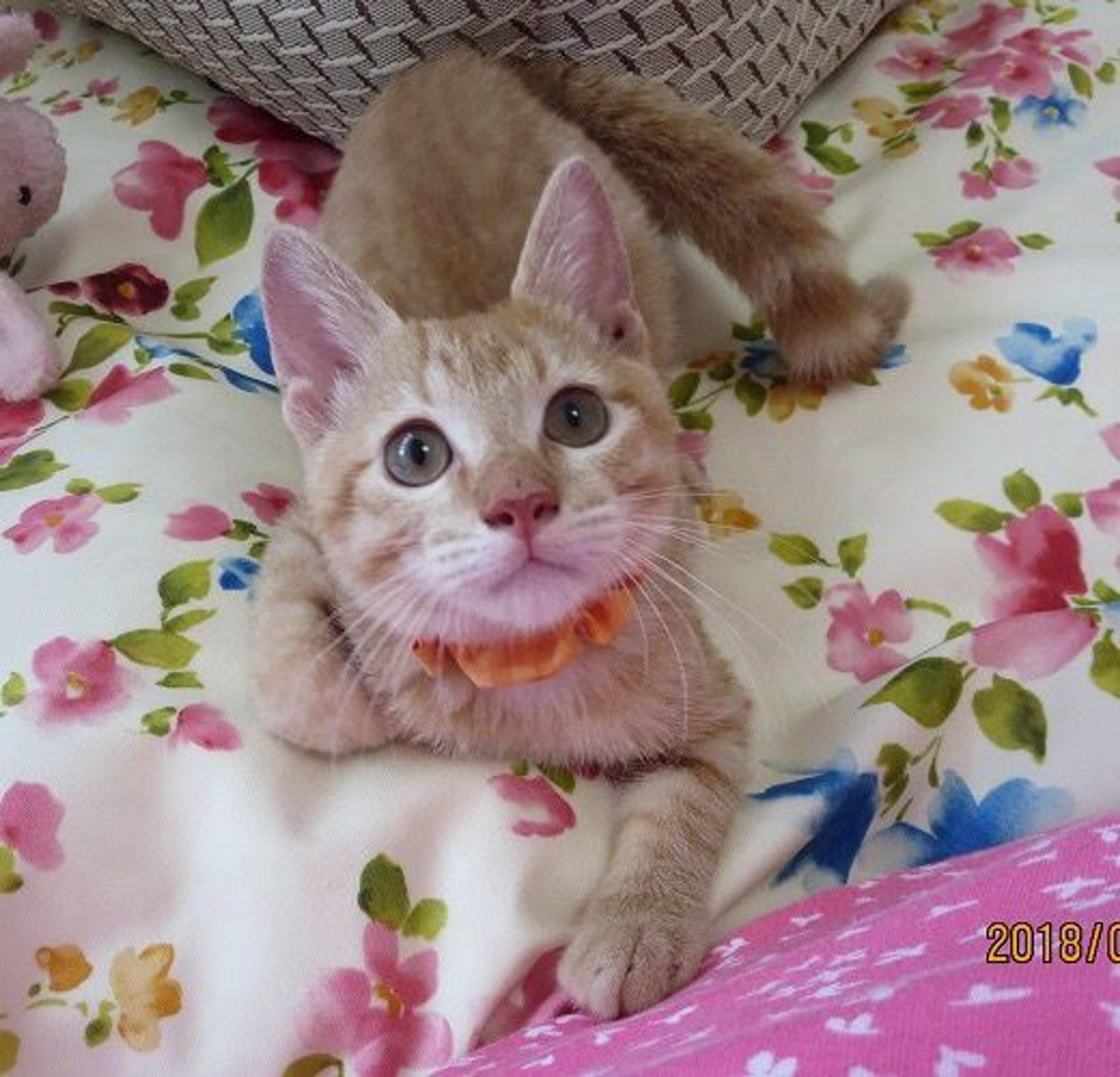 pet-image-3