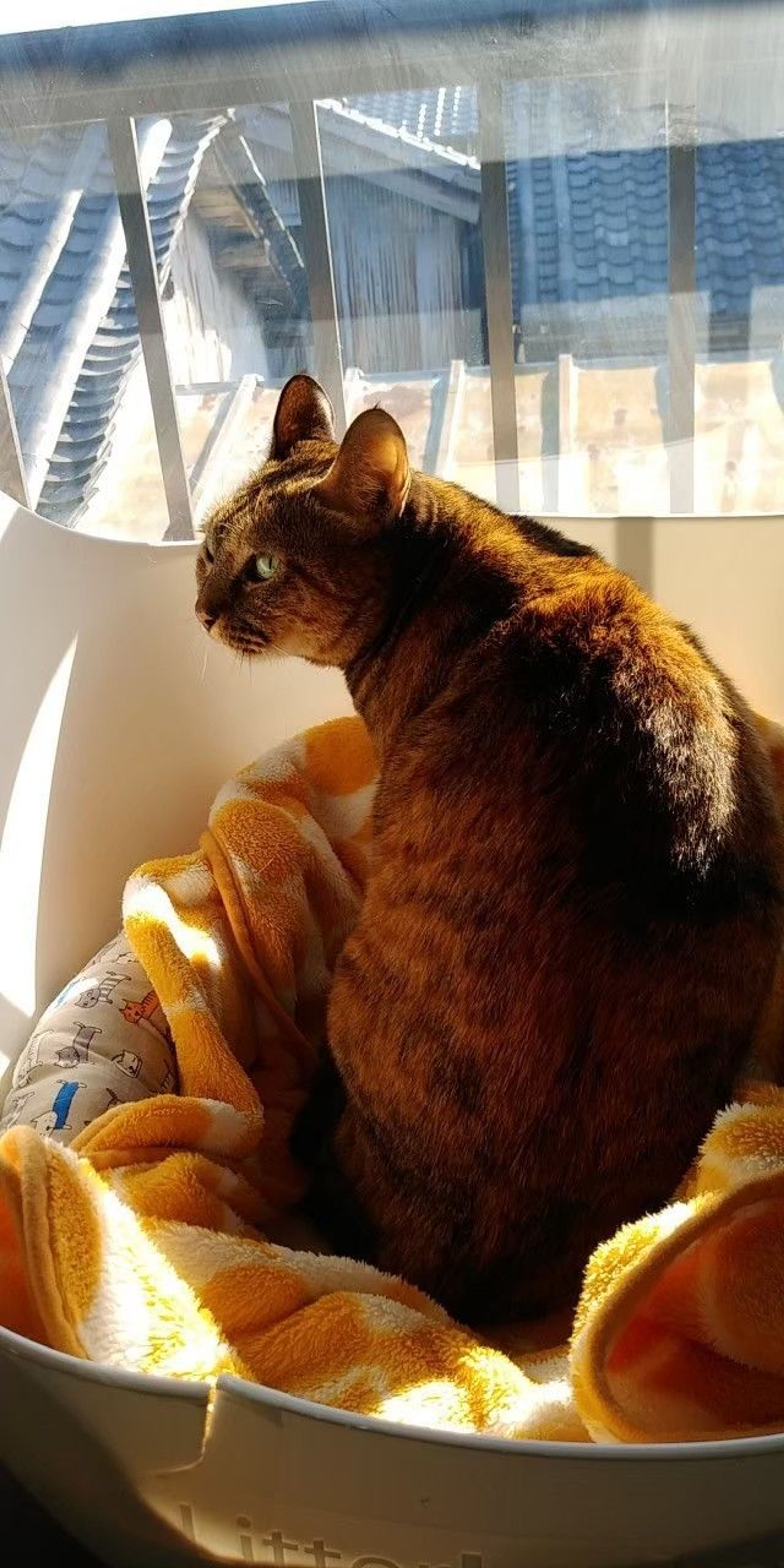 pet-image-3