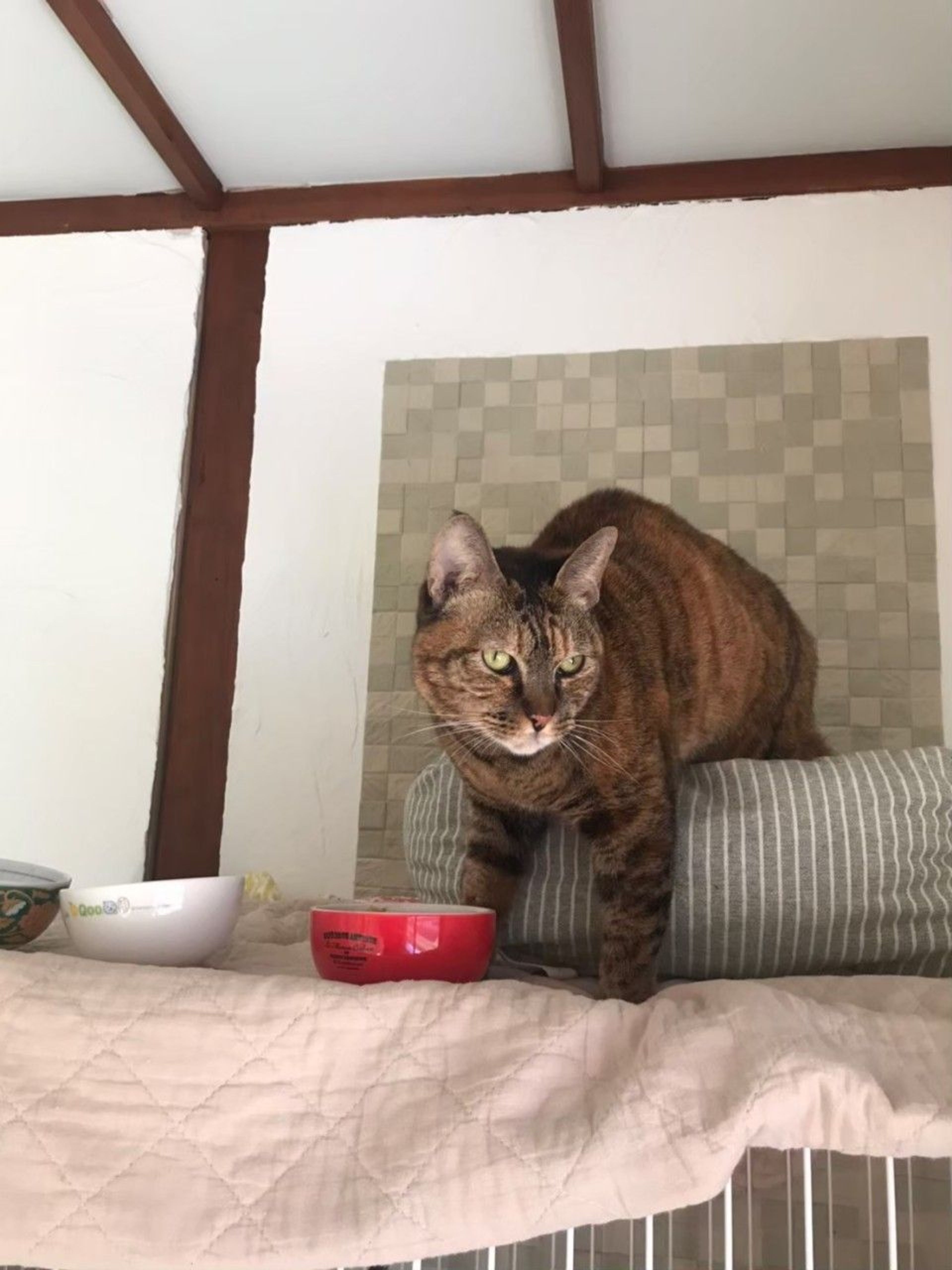 pet-image-10