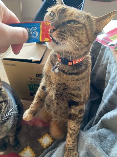 ほたるの写真