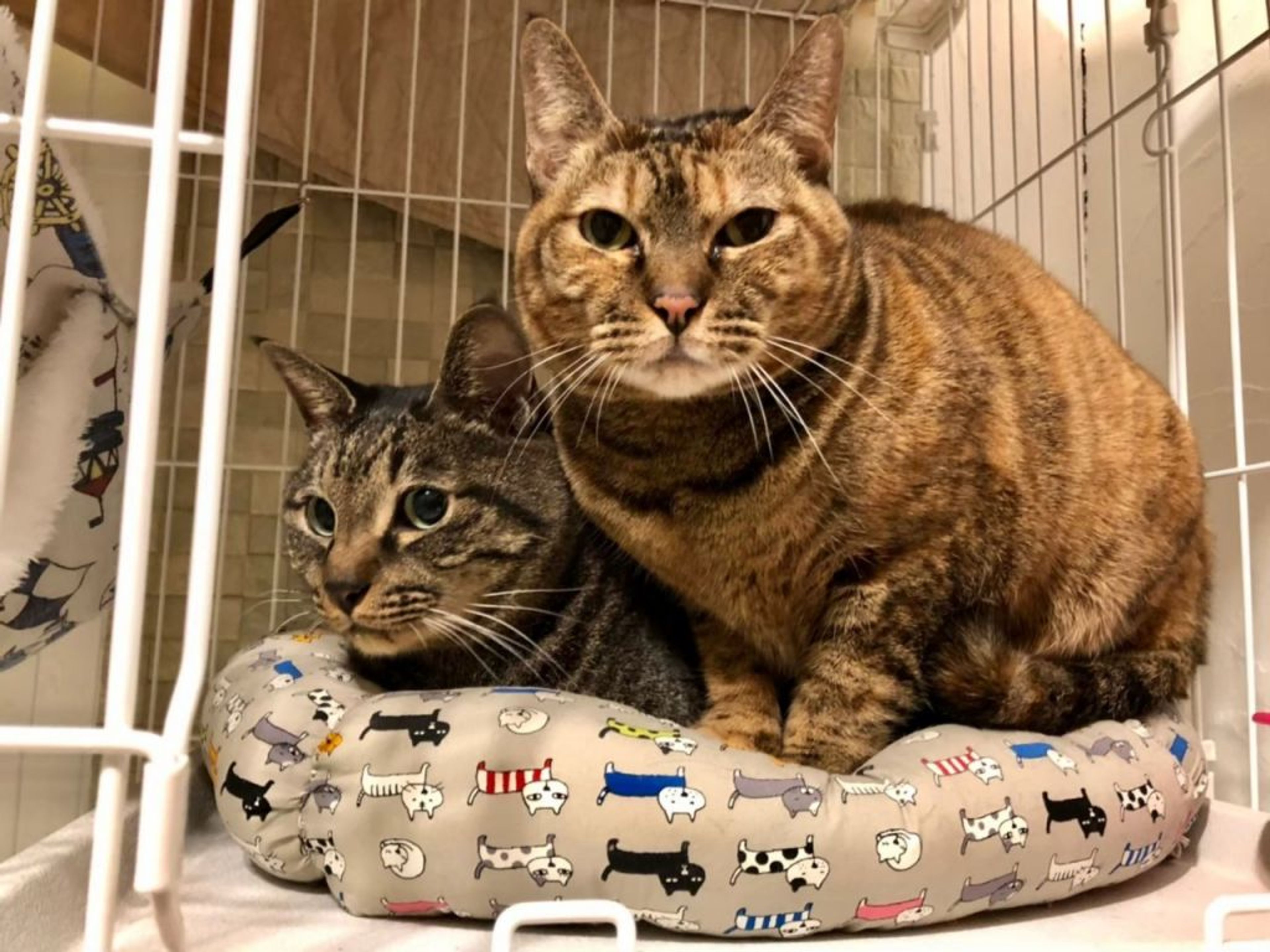 pet-image-5