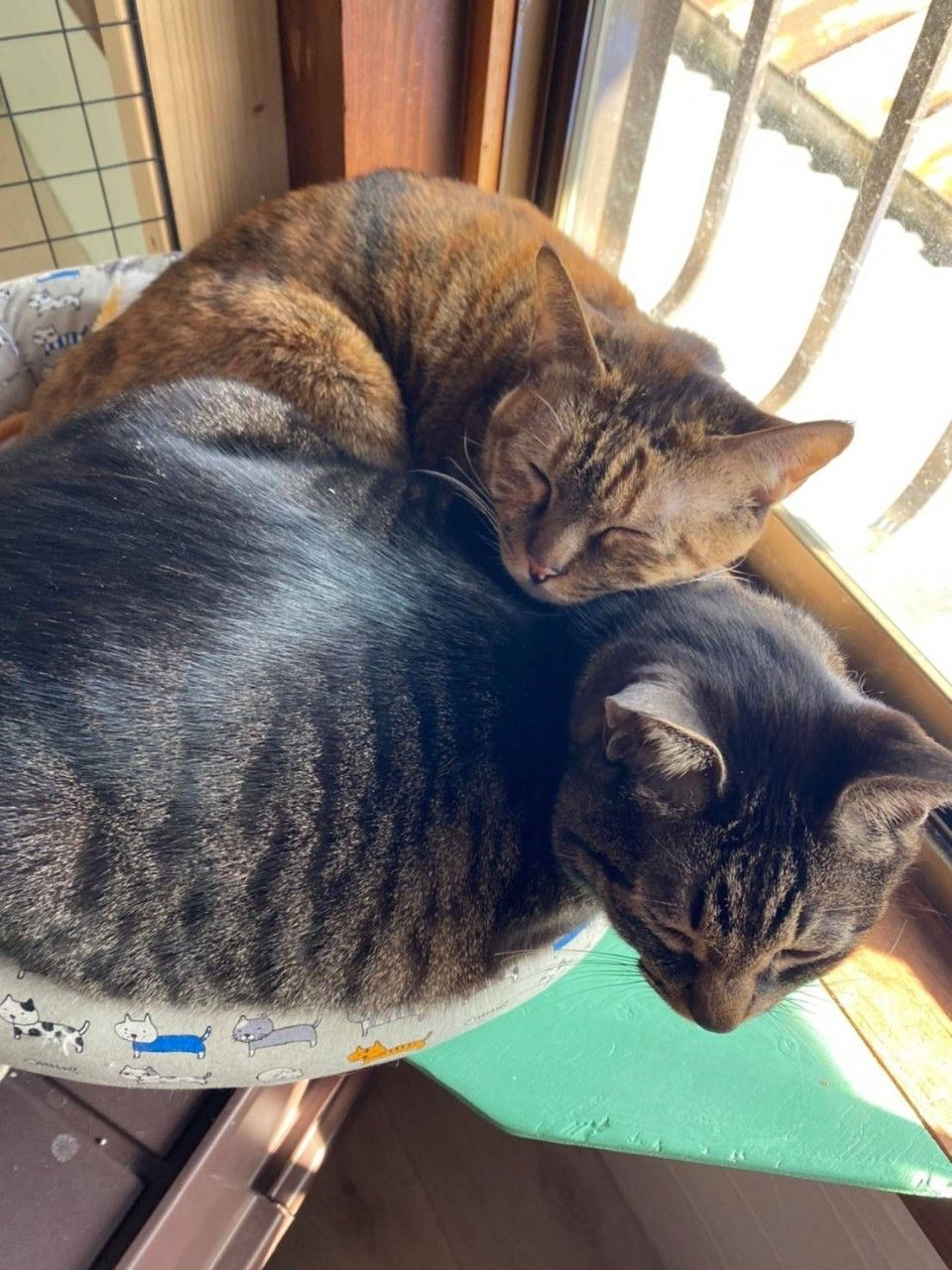 pet-image-6