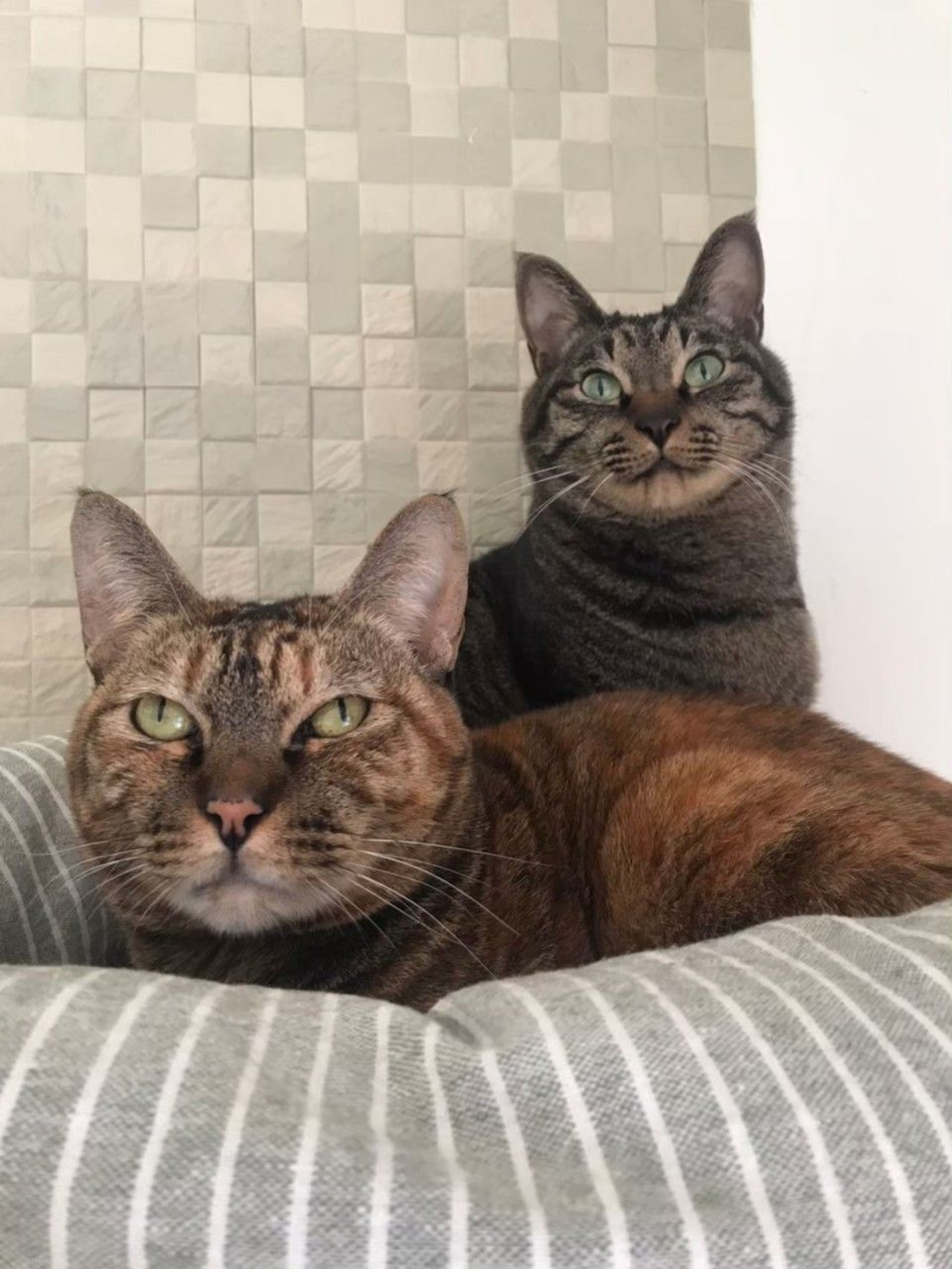 pet-image-9