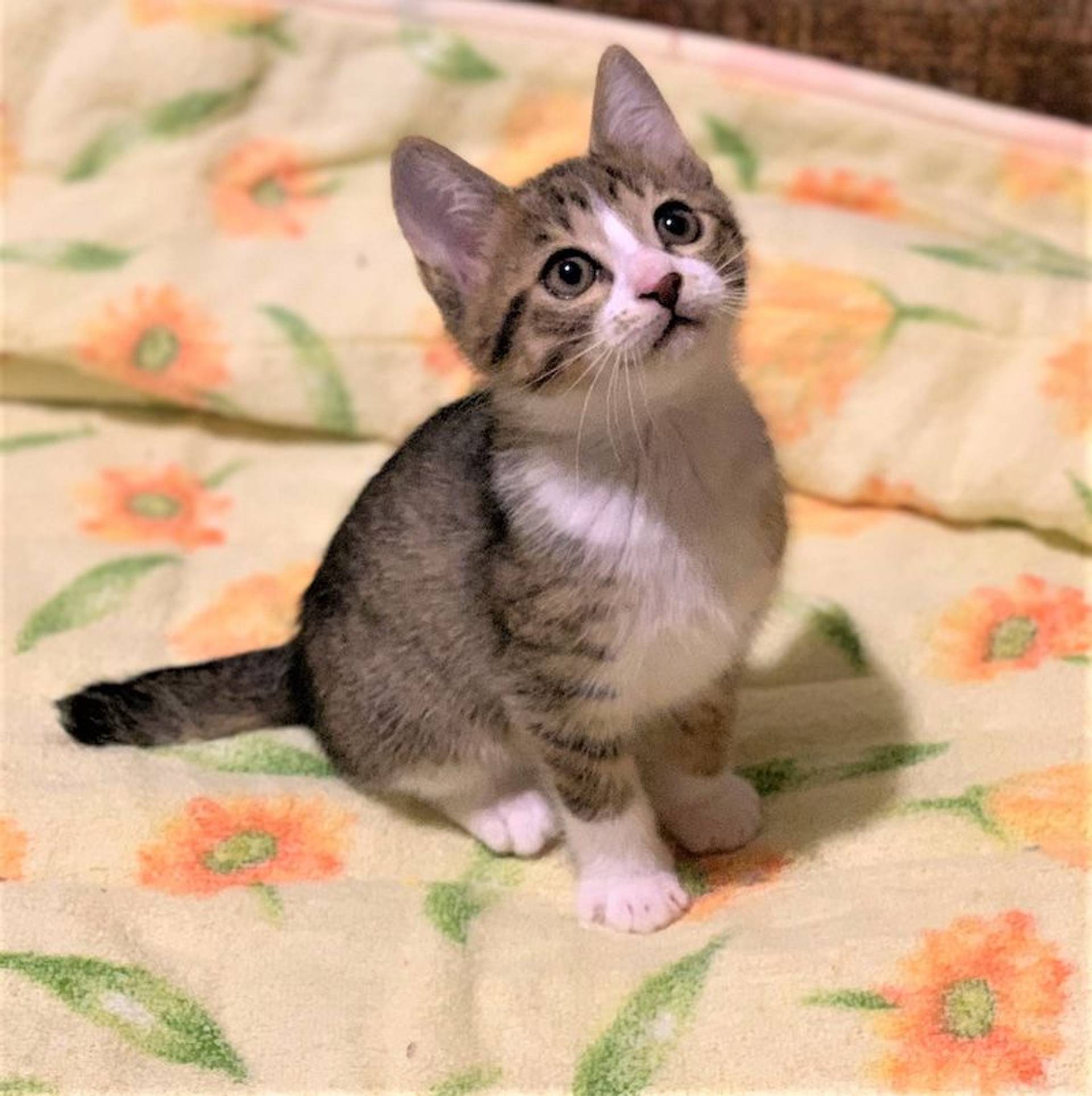 雑種（ミックス猫）・オスの里親募集の写真