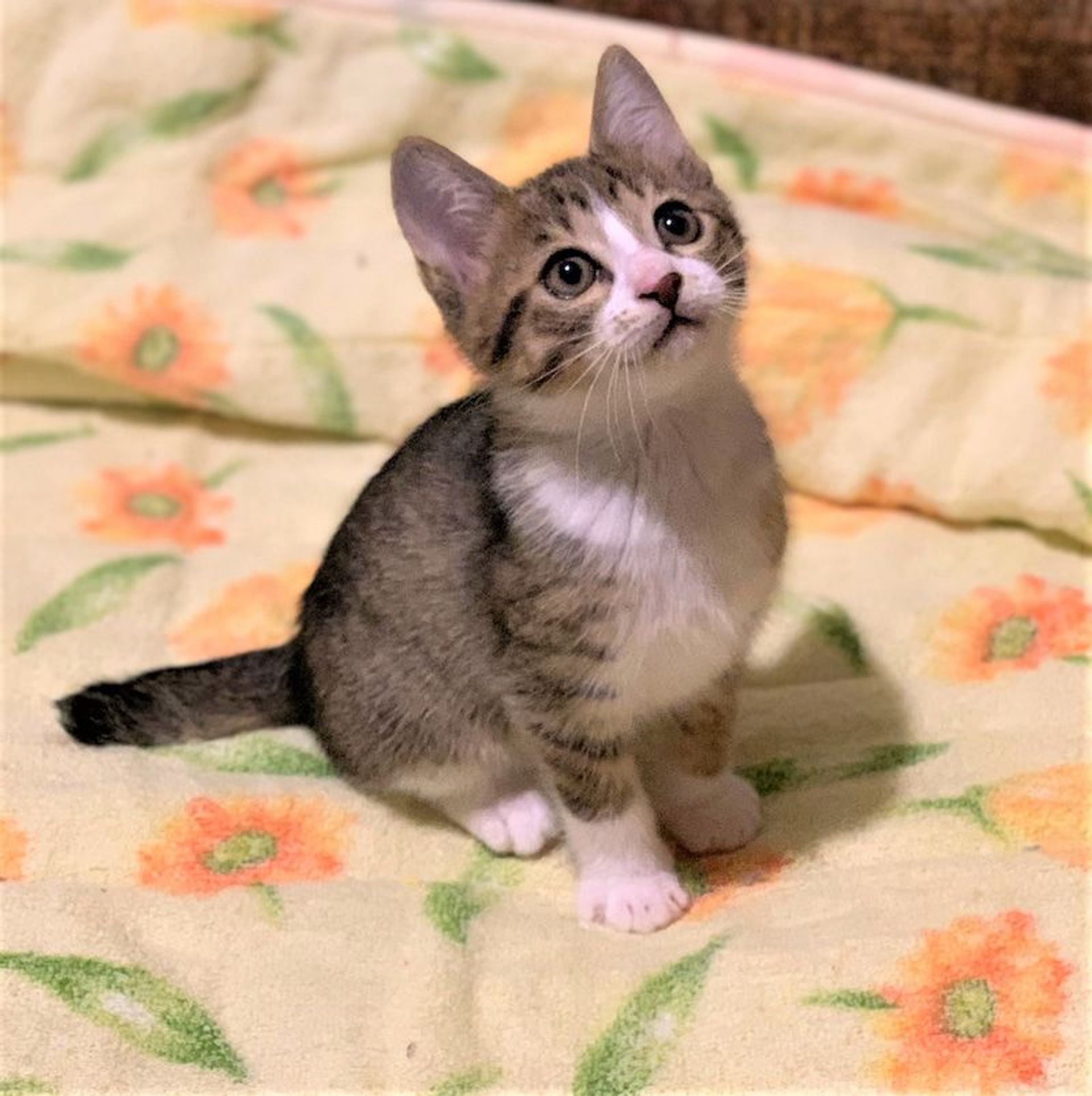 雑種（ミックス猫）・オスの里親募集の写真