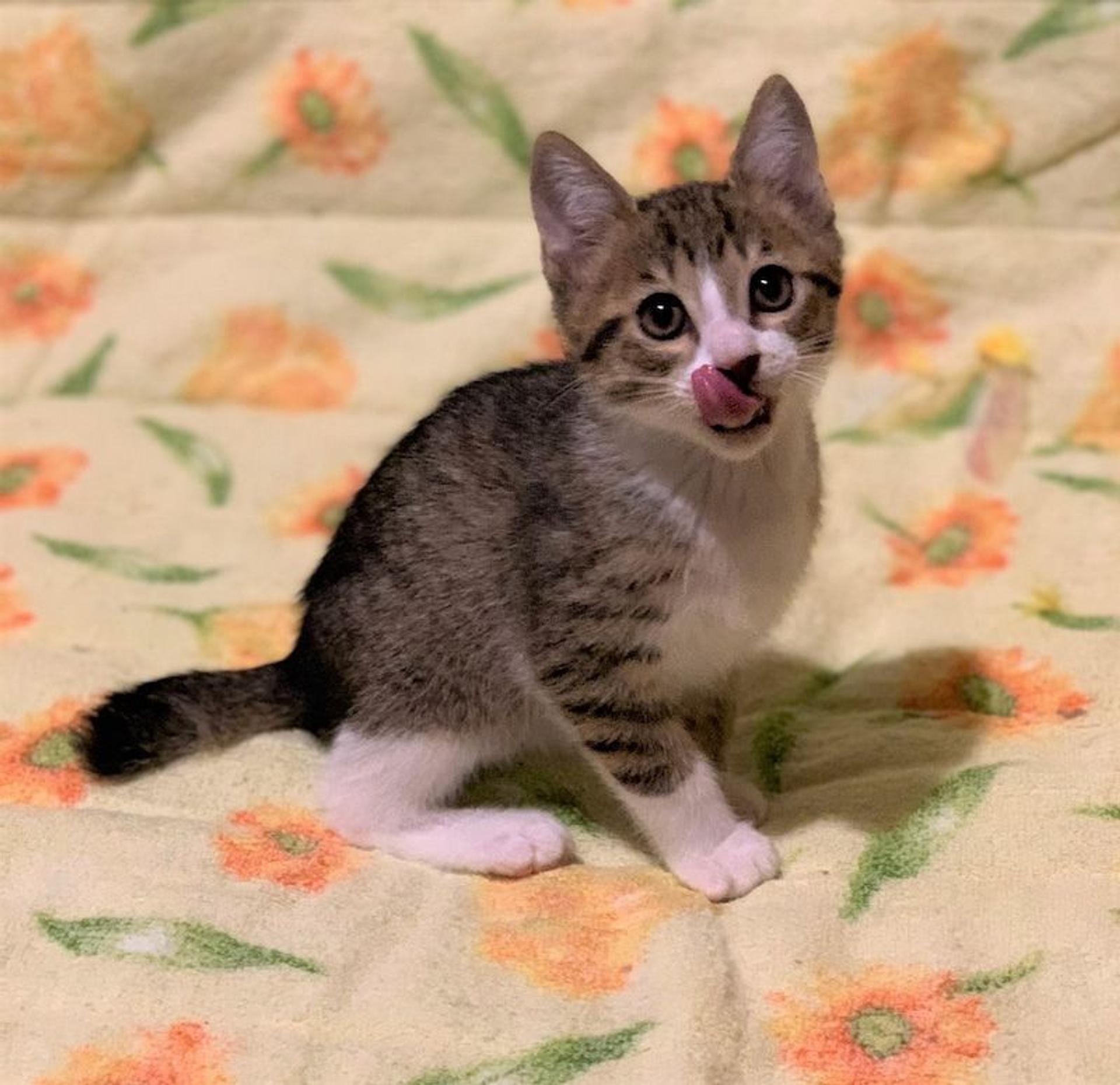 pet-image-3