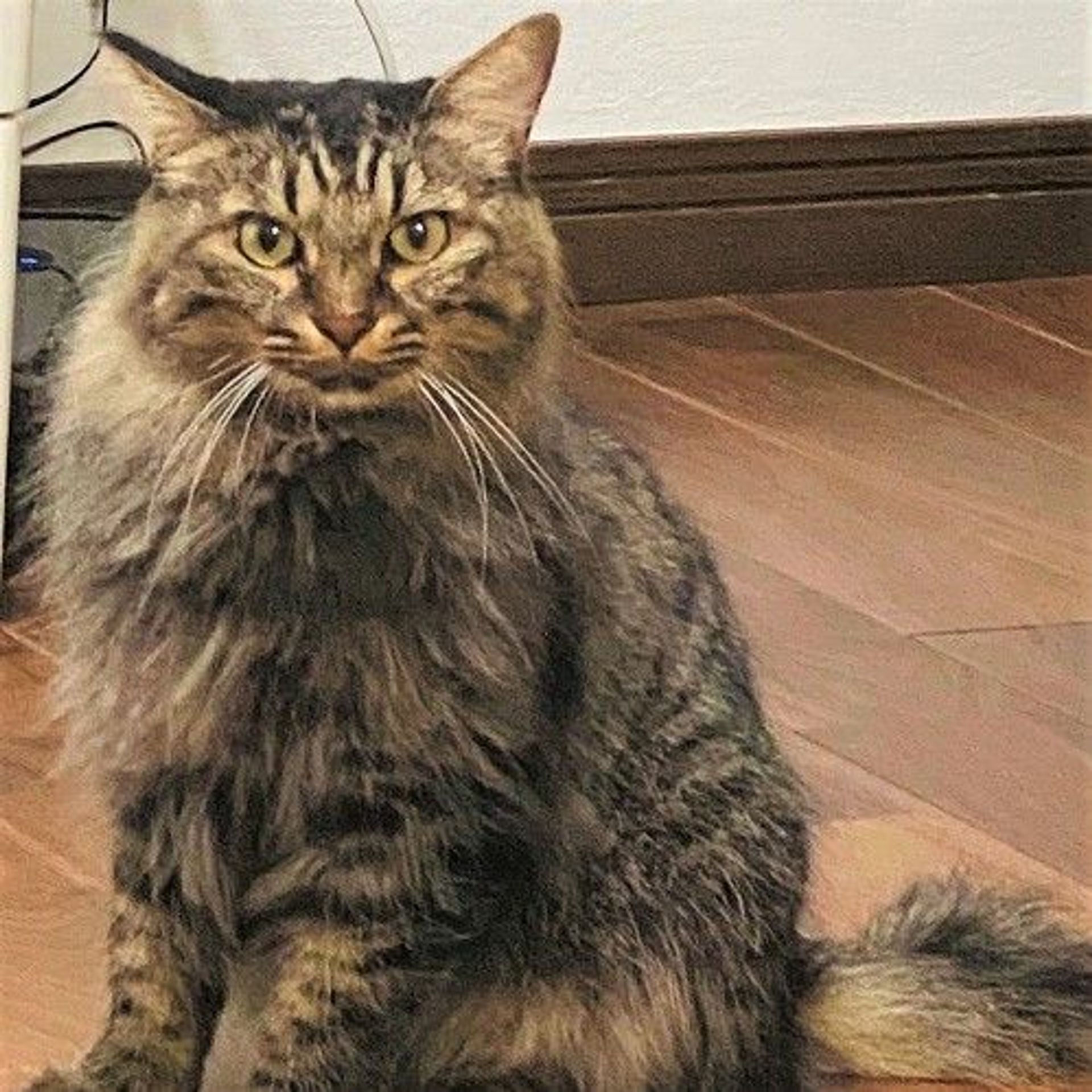 雑種（ミックス猫）・オスの里親募集の写真