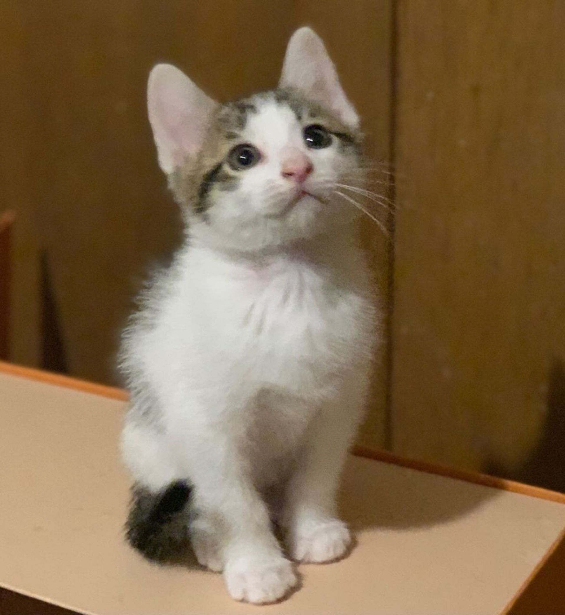 雑種（ミックス猫）・オスの里親募集の写真