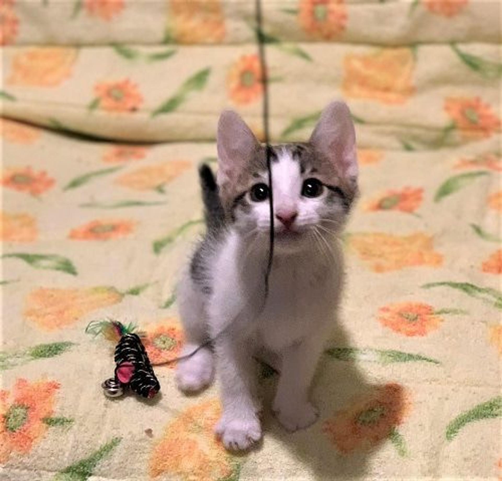 pet-image-2