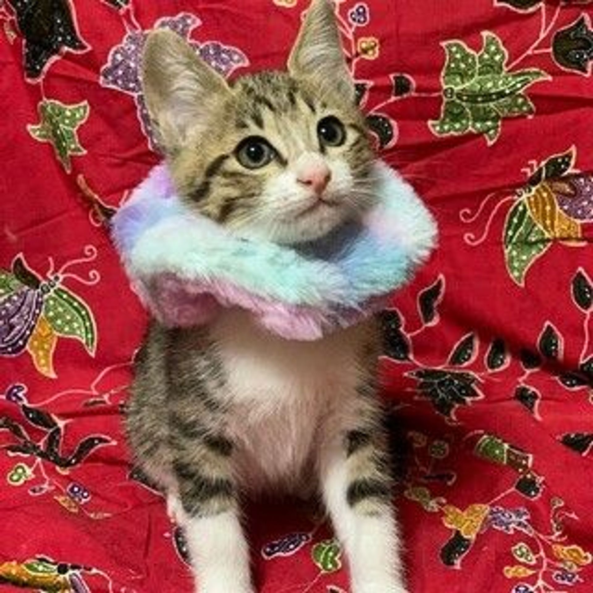 雑種（ミックス猫）・オスの里親募集の写真