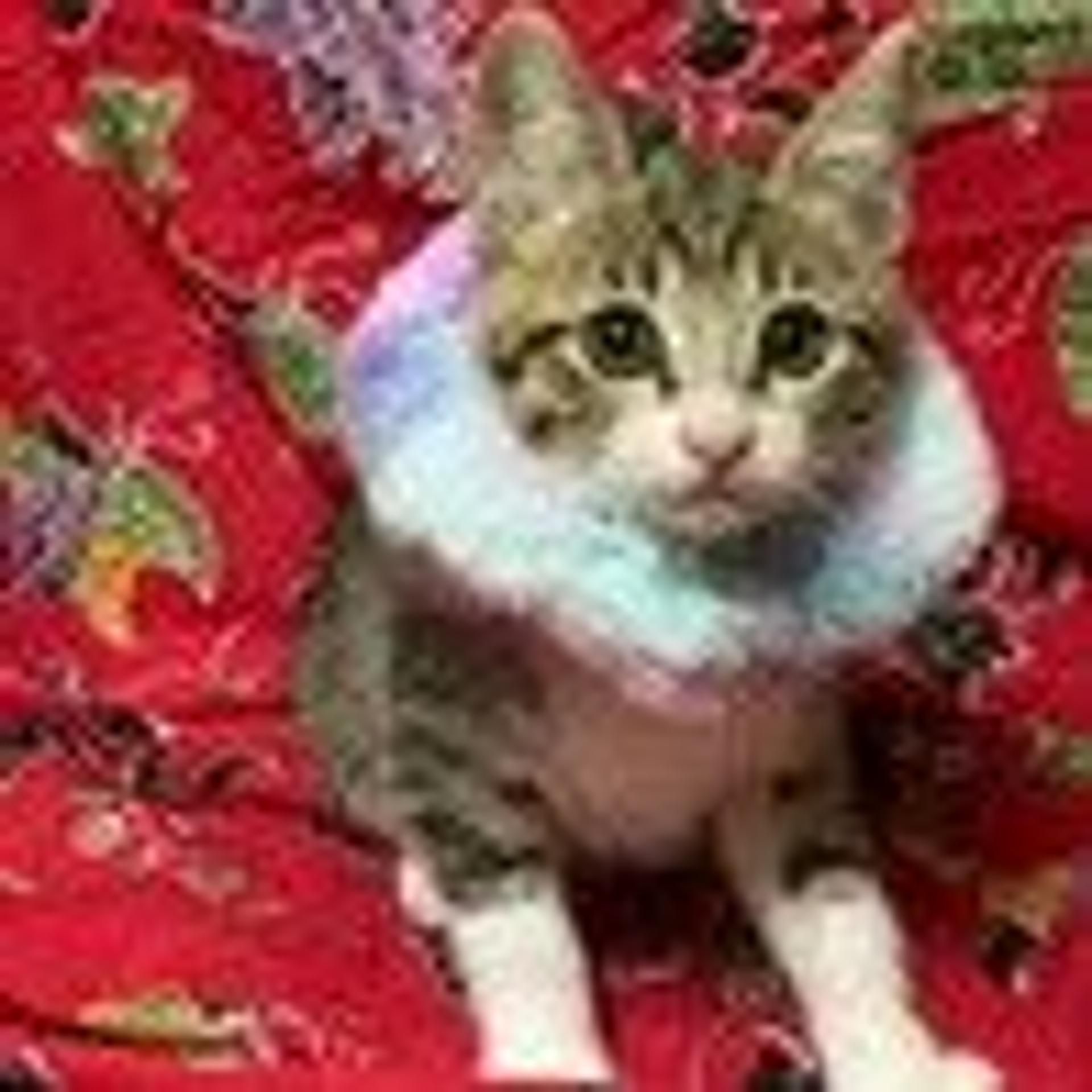 pet-image-2