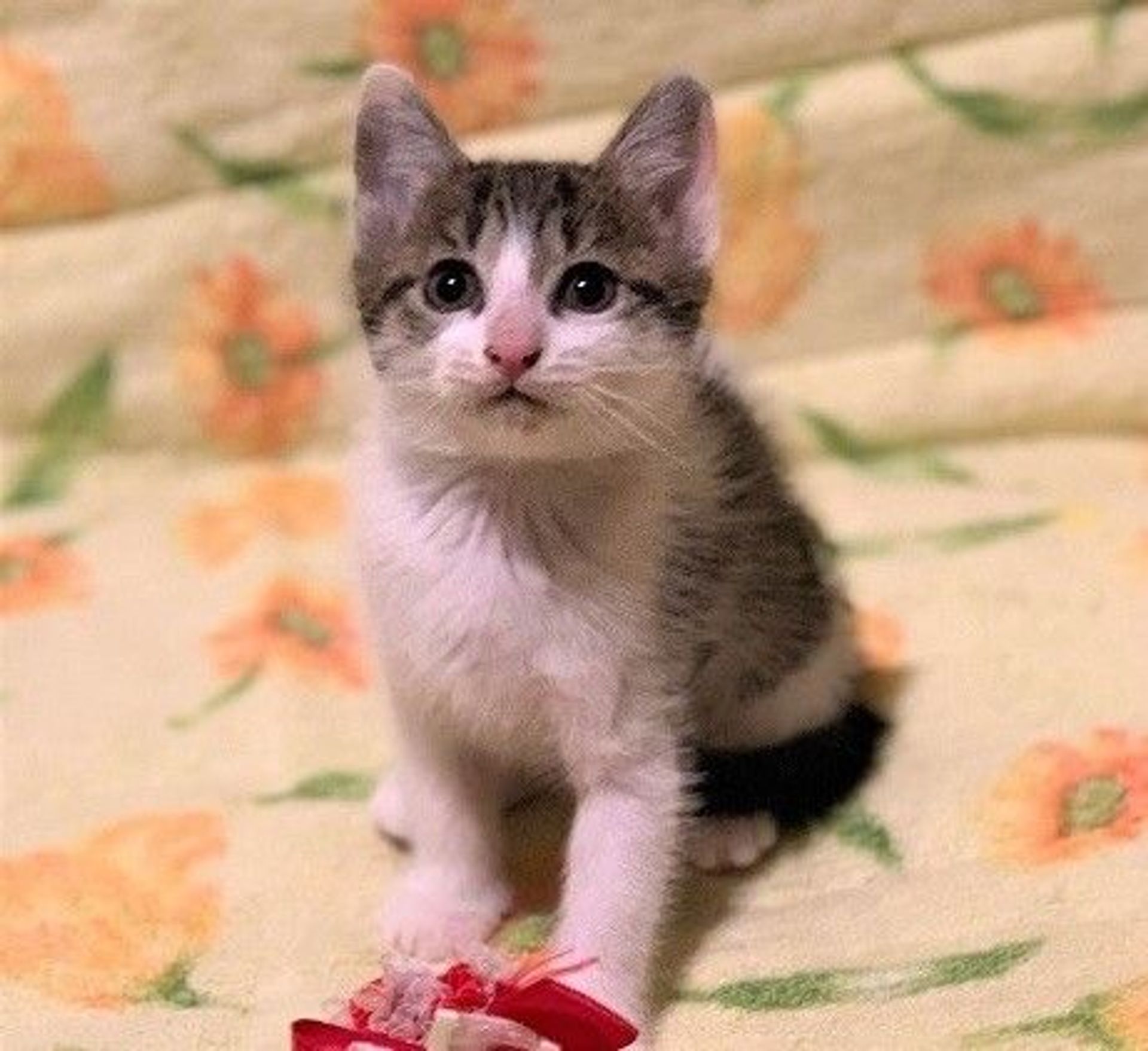 雑種（ミックス猫）・メスの里親募集の写真