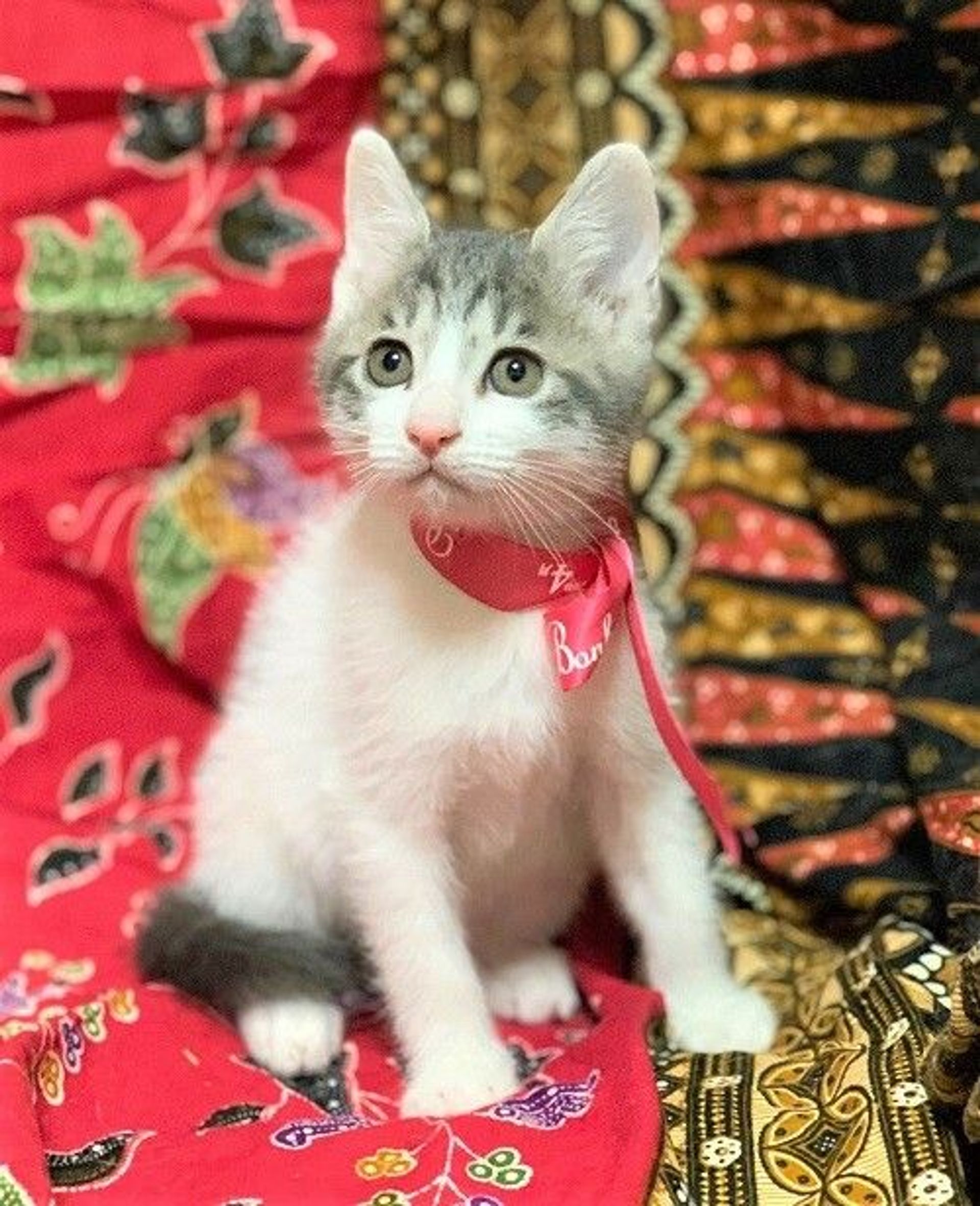 雑種（ミックス猫）・メスの里親募集の写真