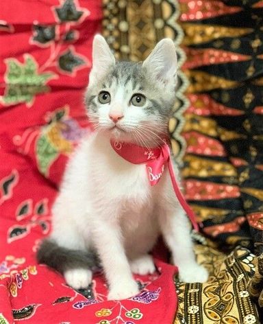 カシューちゃん