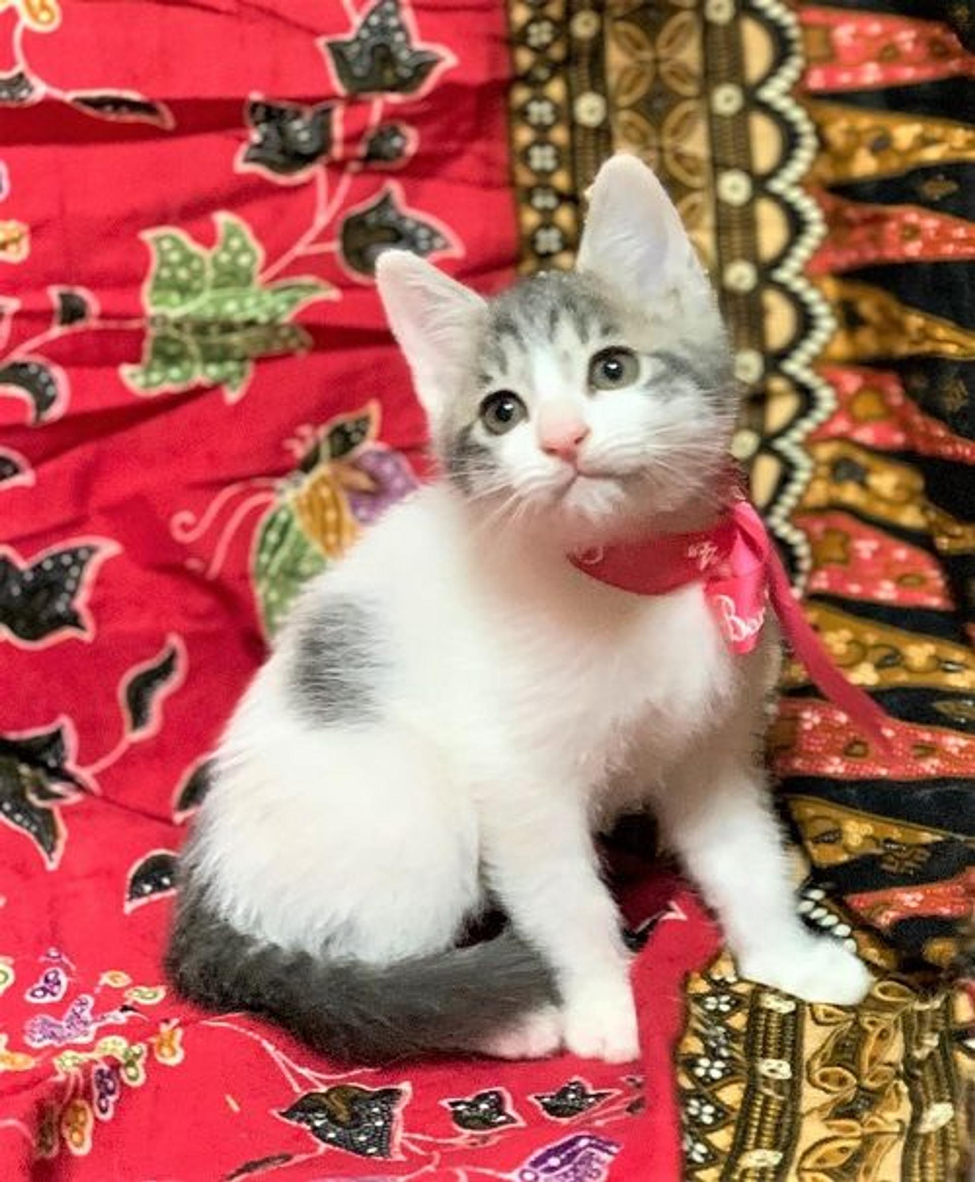 pet-image-3