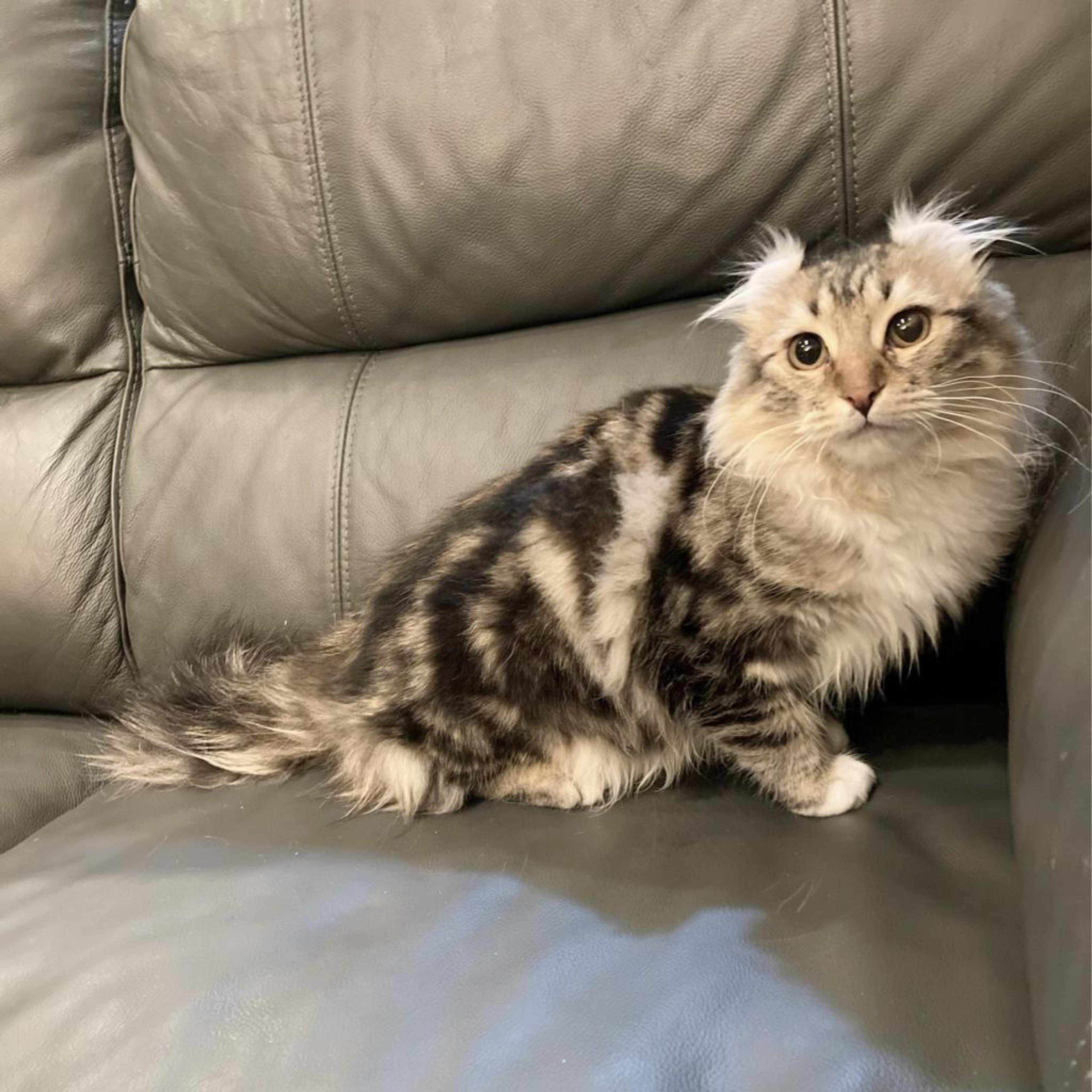 pet-image-4