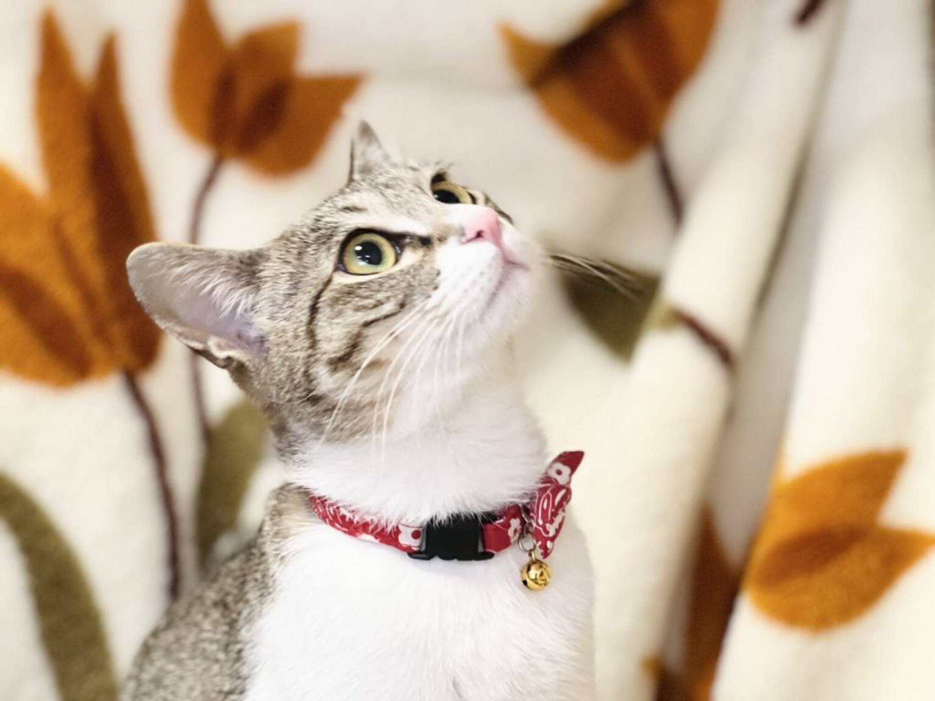 雑種（ミックス猫）・メスの里親募集の写真