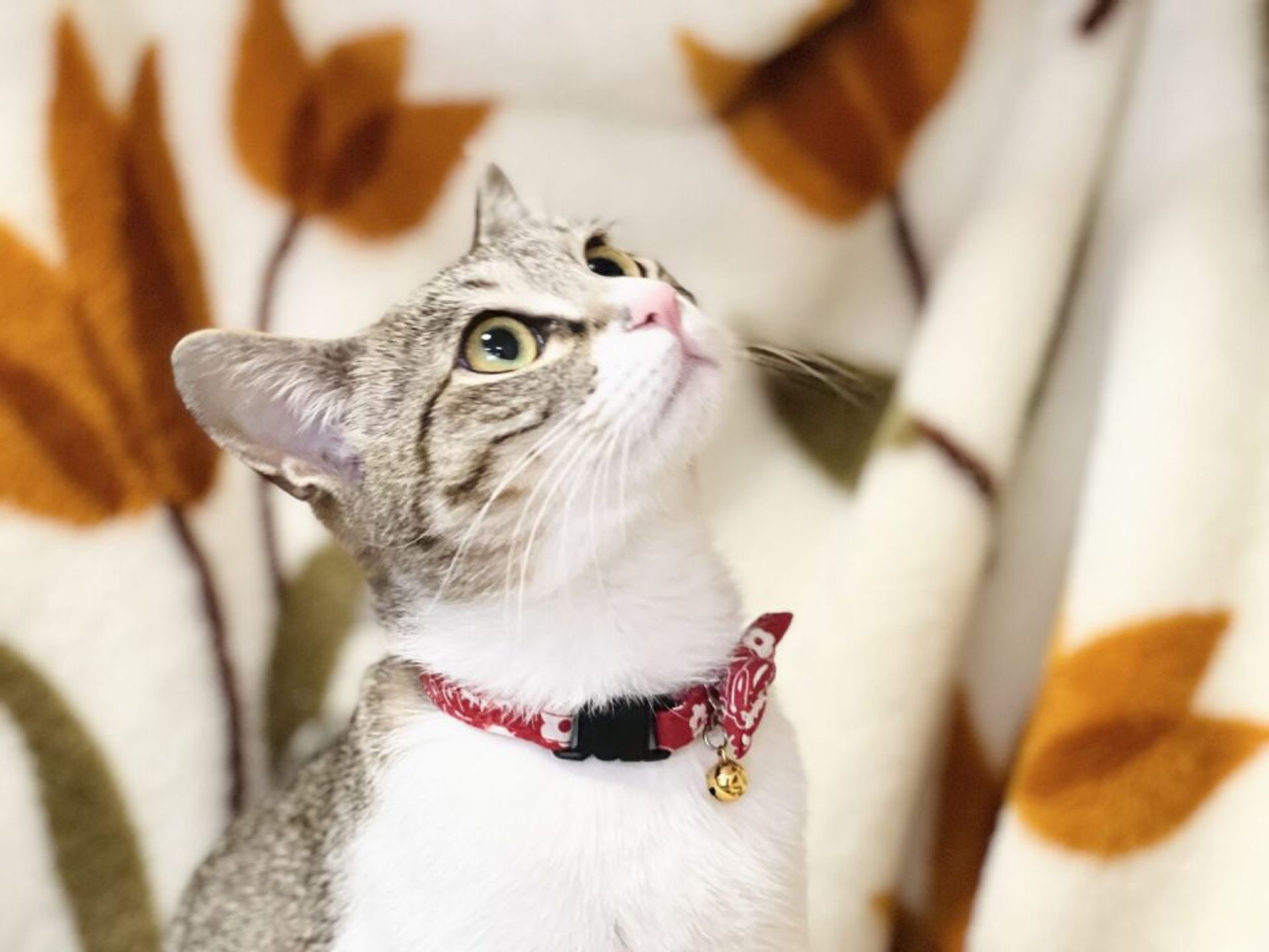 雑種（ミックス猫）・メスの里親募集の写真