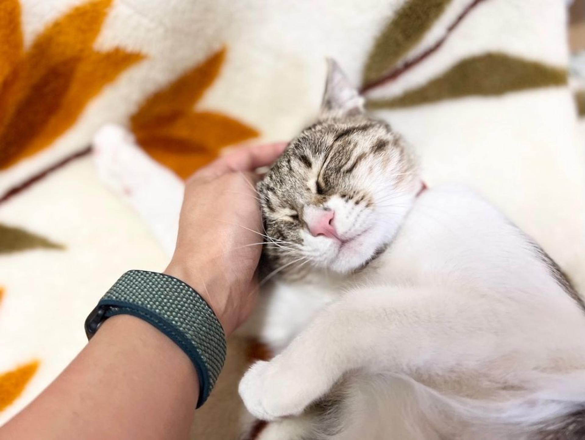 pet-image-5