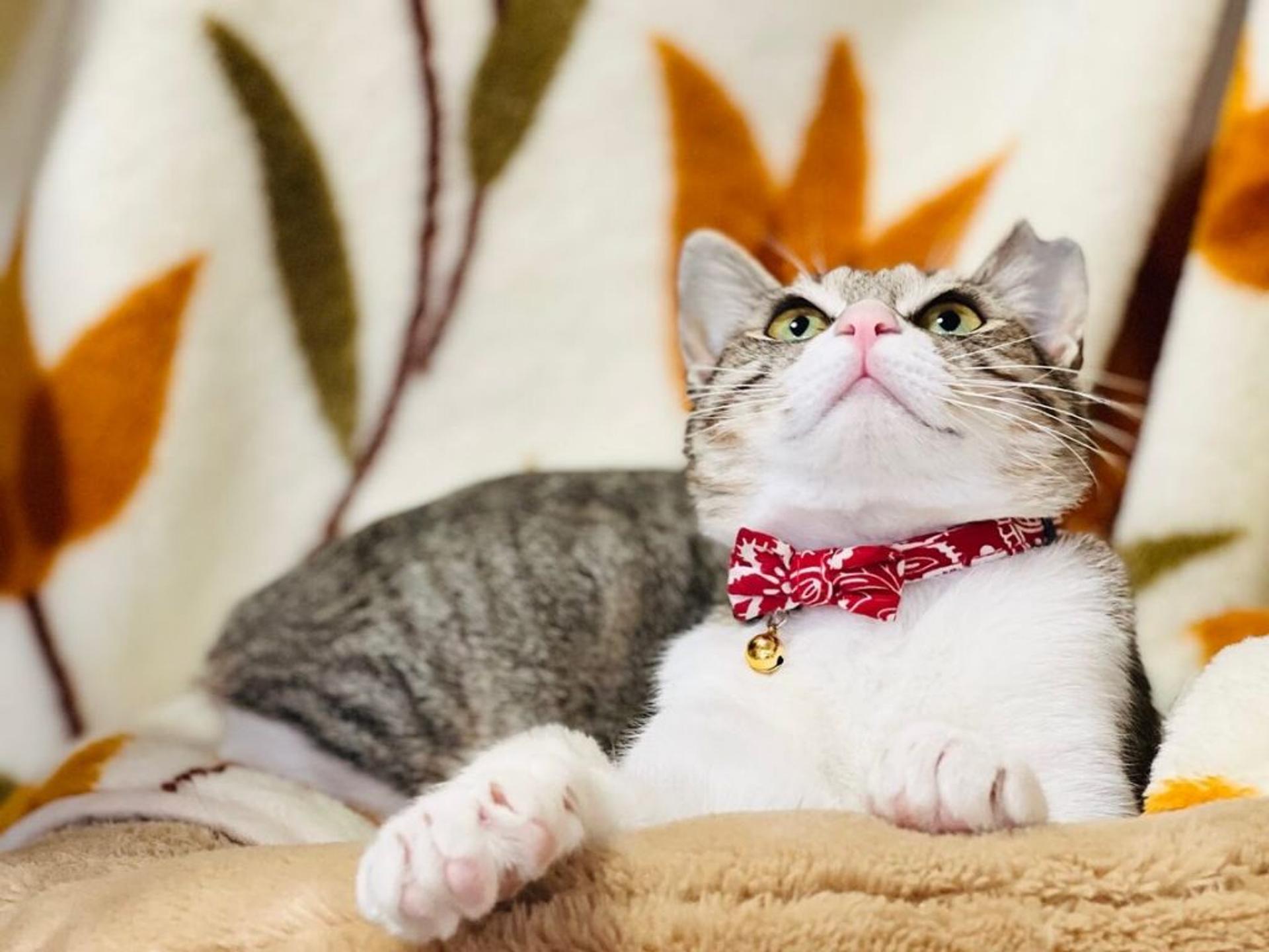 pet-image-8