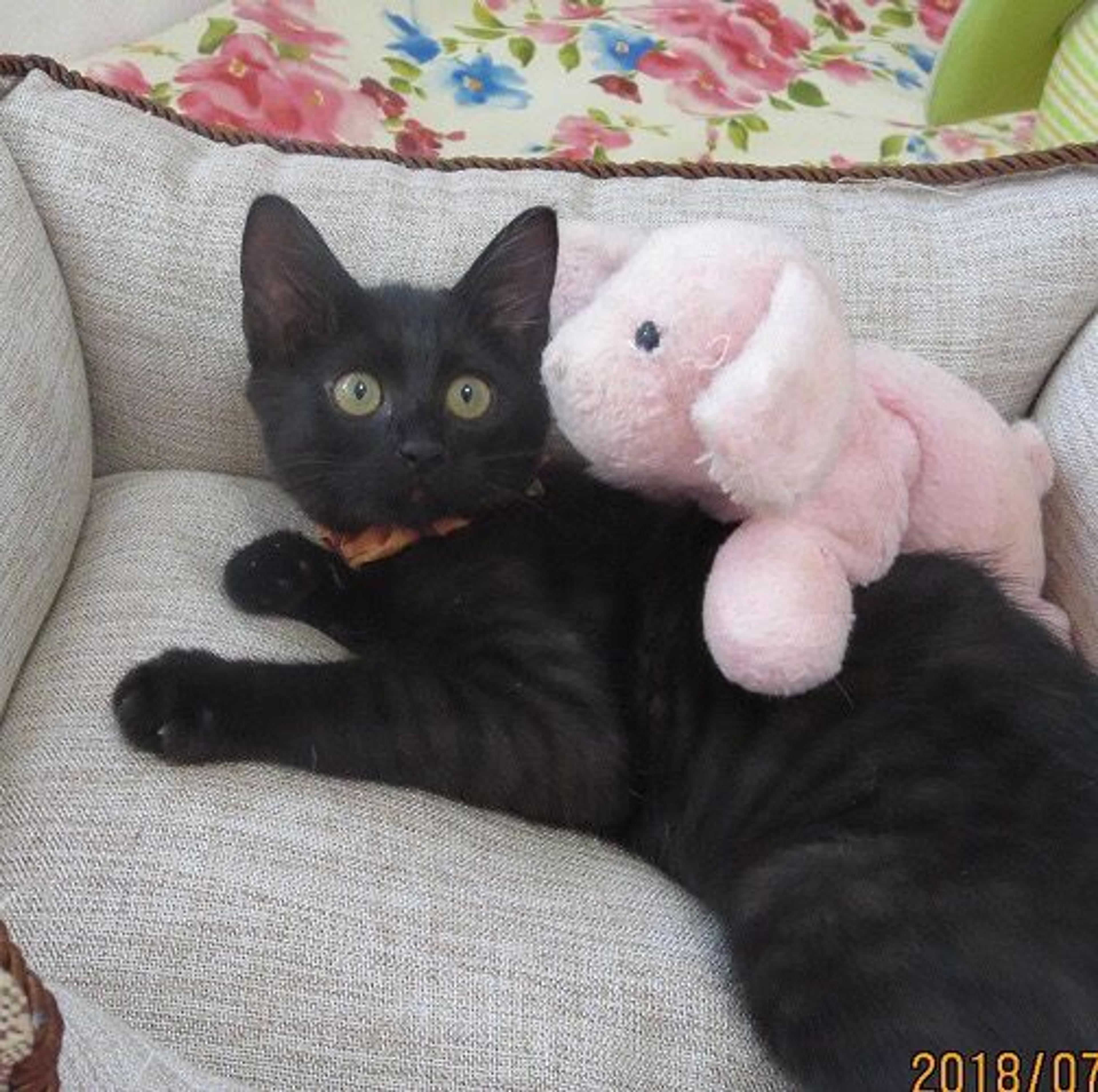 pet-image-2