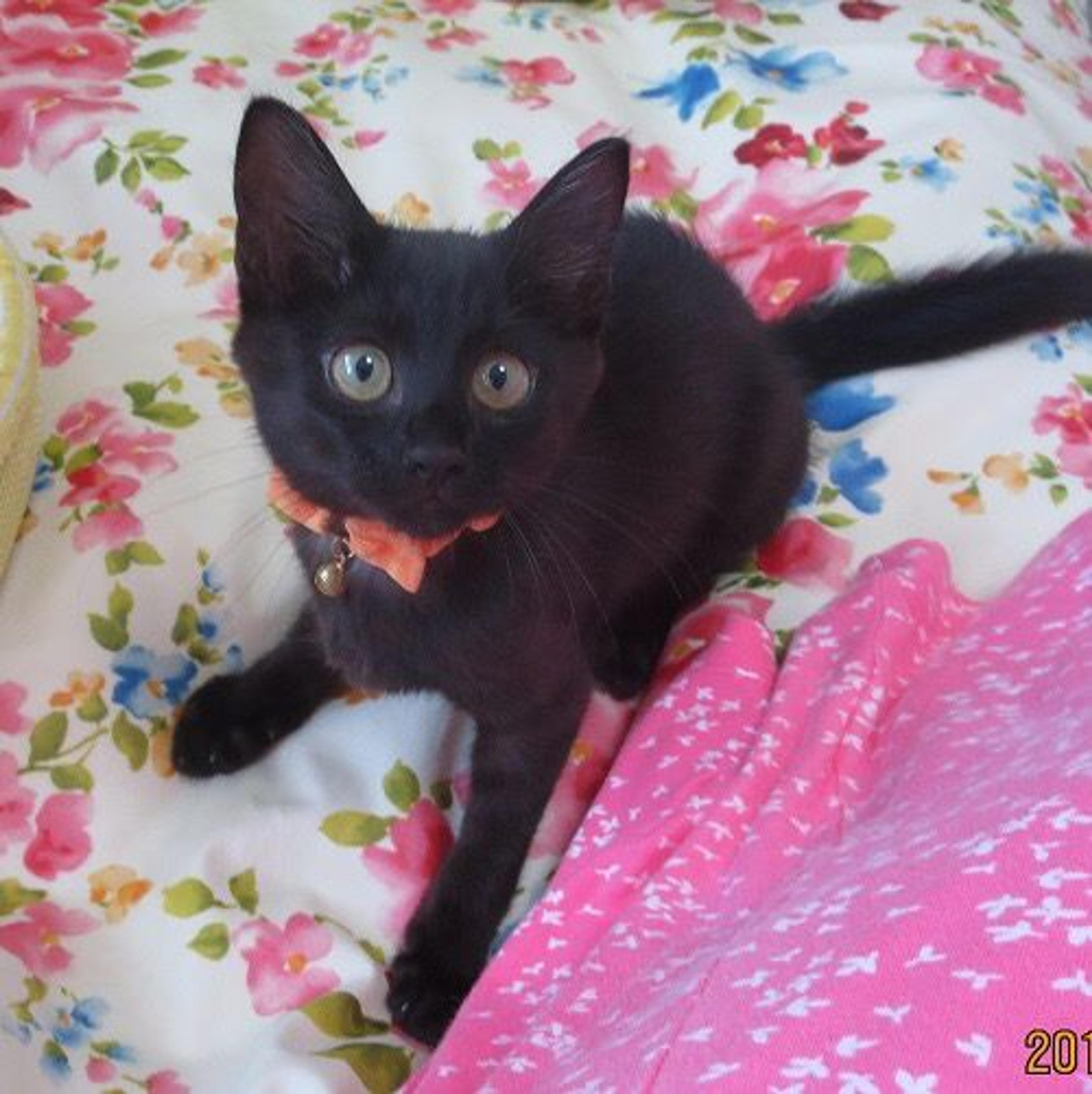 pet-image-3