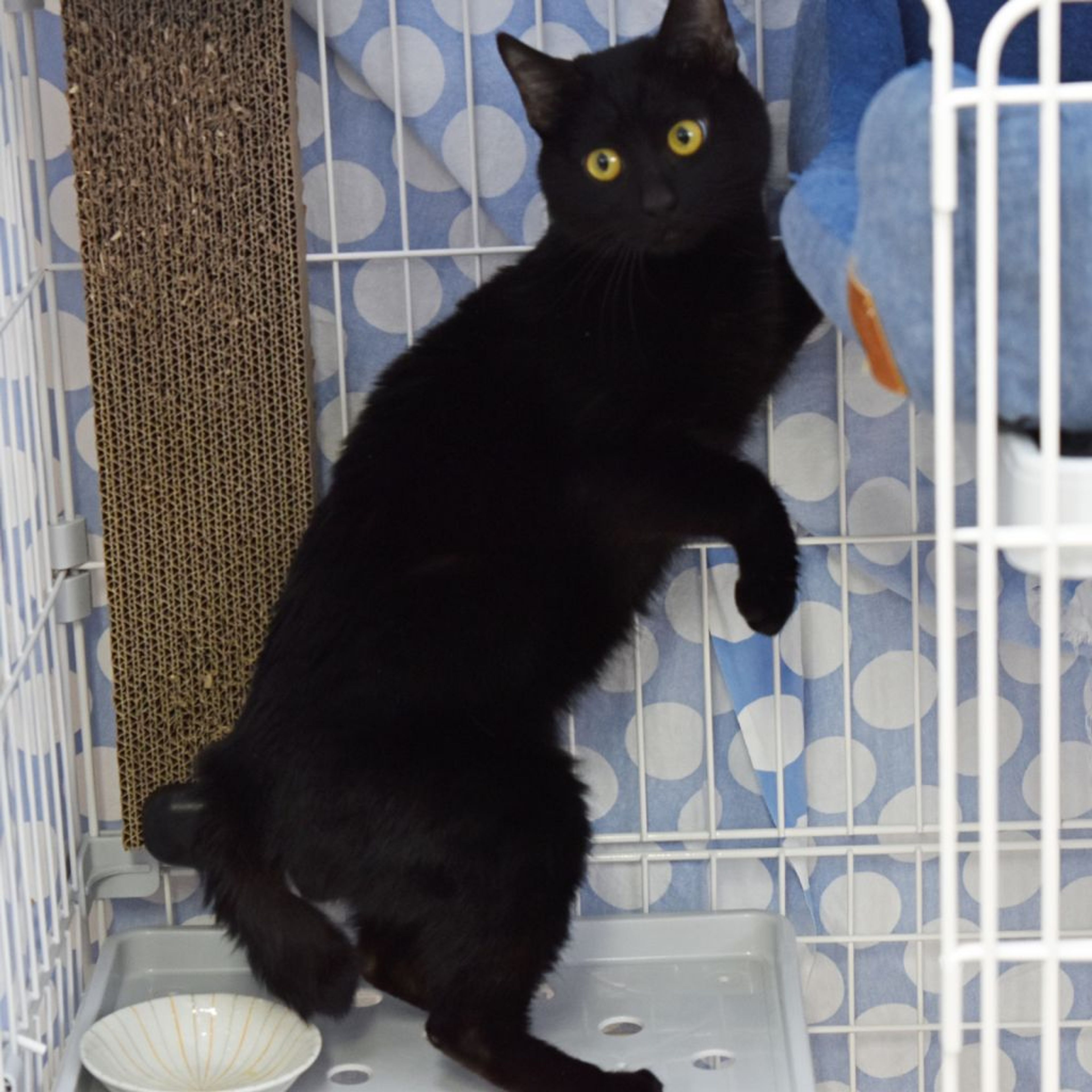 pet-image-2
