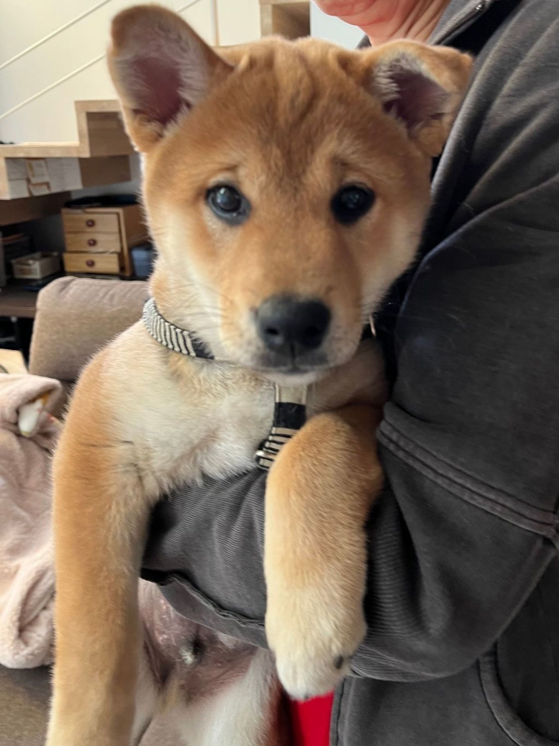 柴犬・オスの里親募集の写真