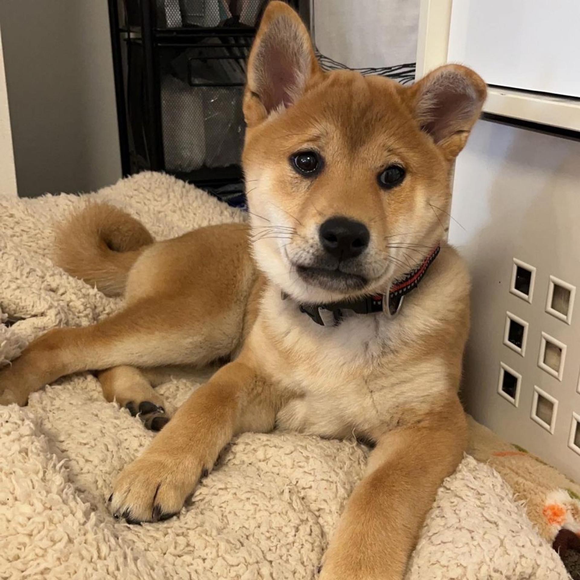 pet-image-3