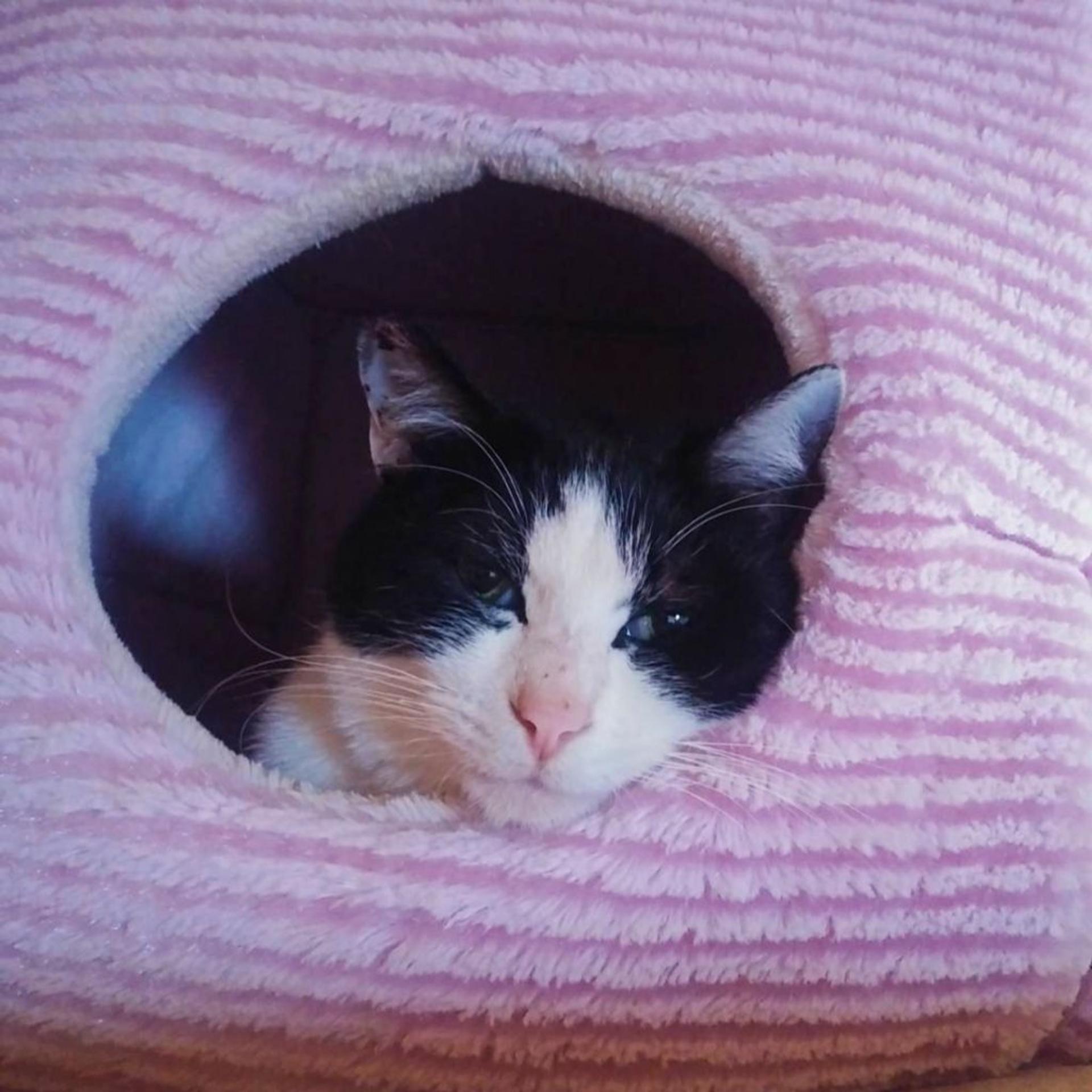 pet-image-3