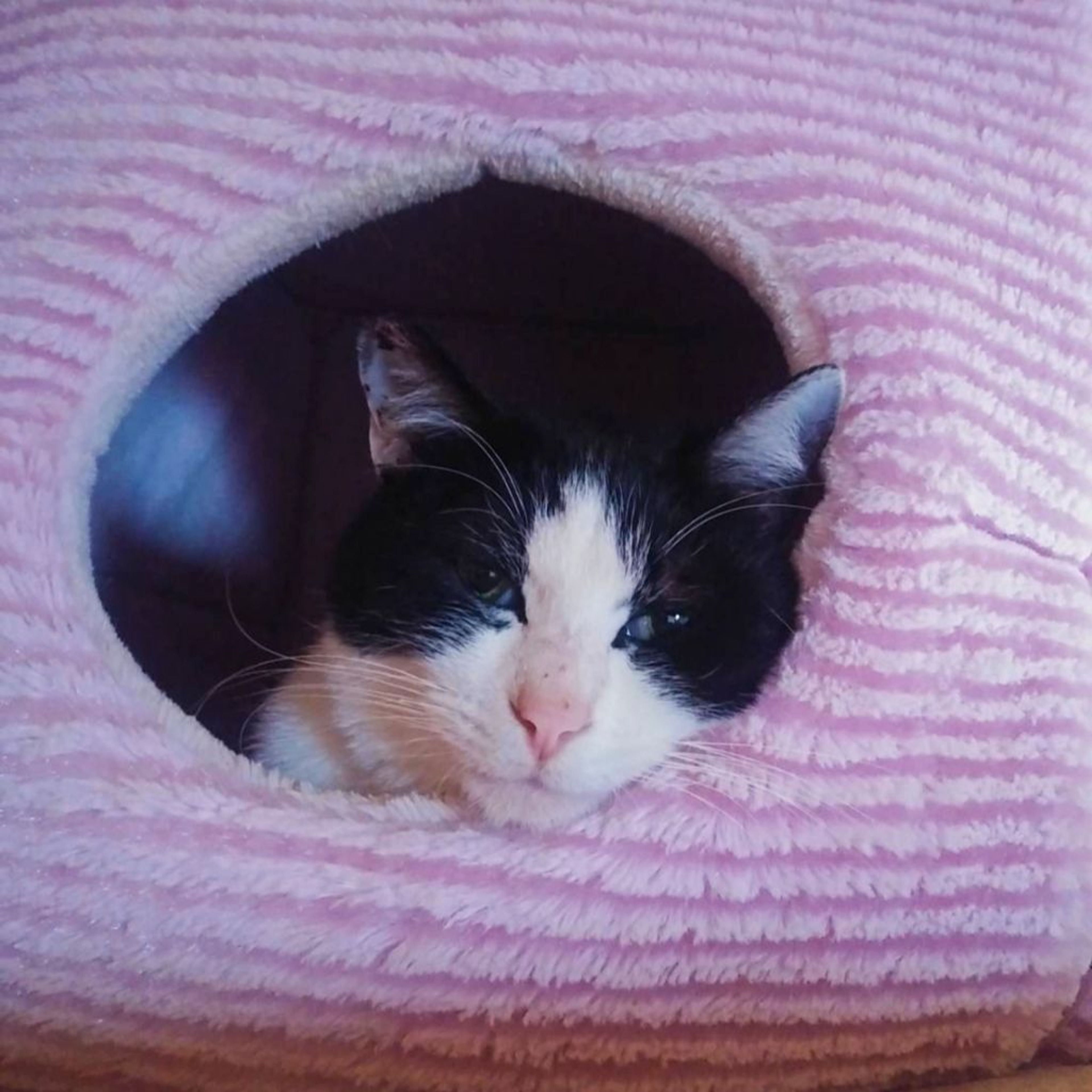 pet-image-3