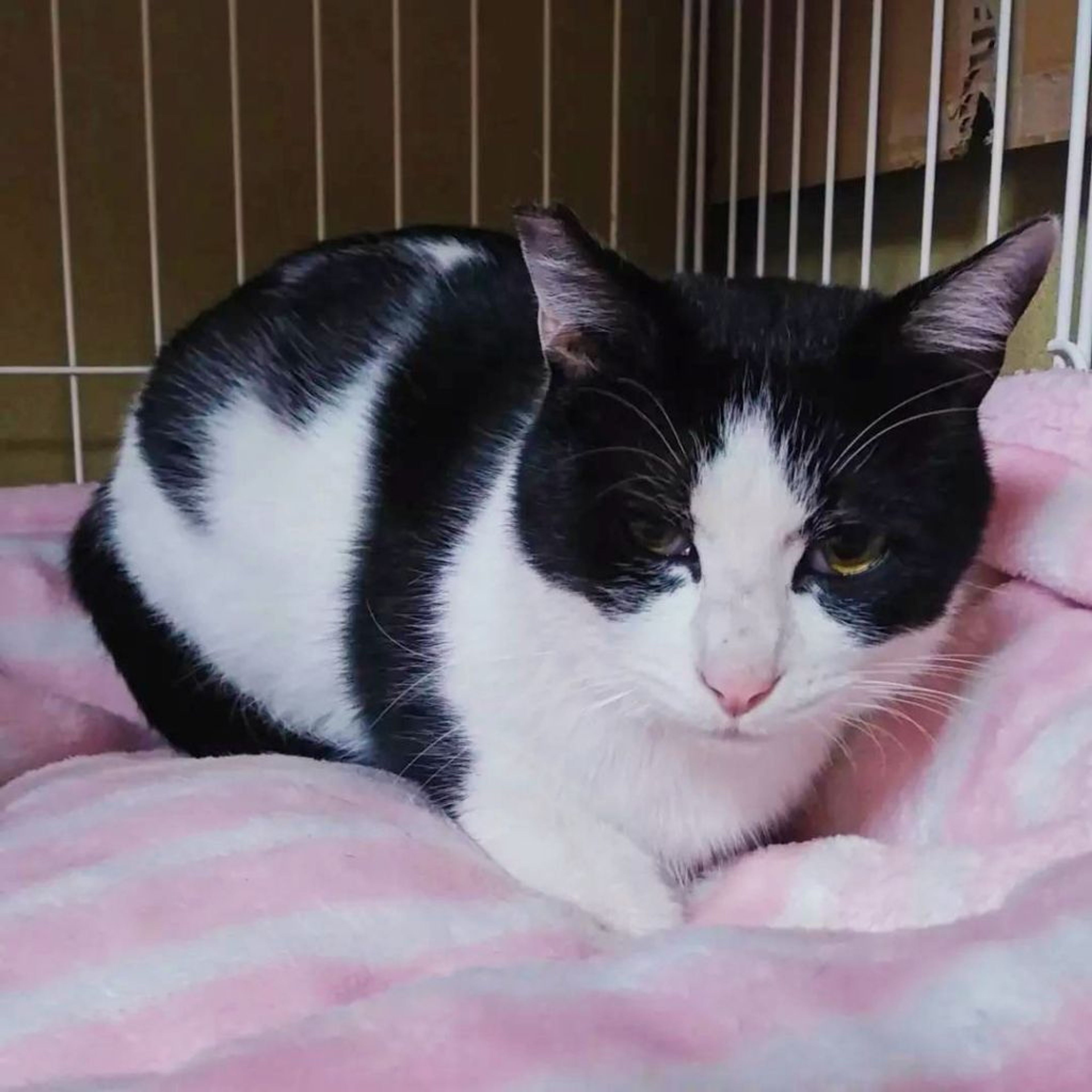 pet-image-4
