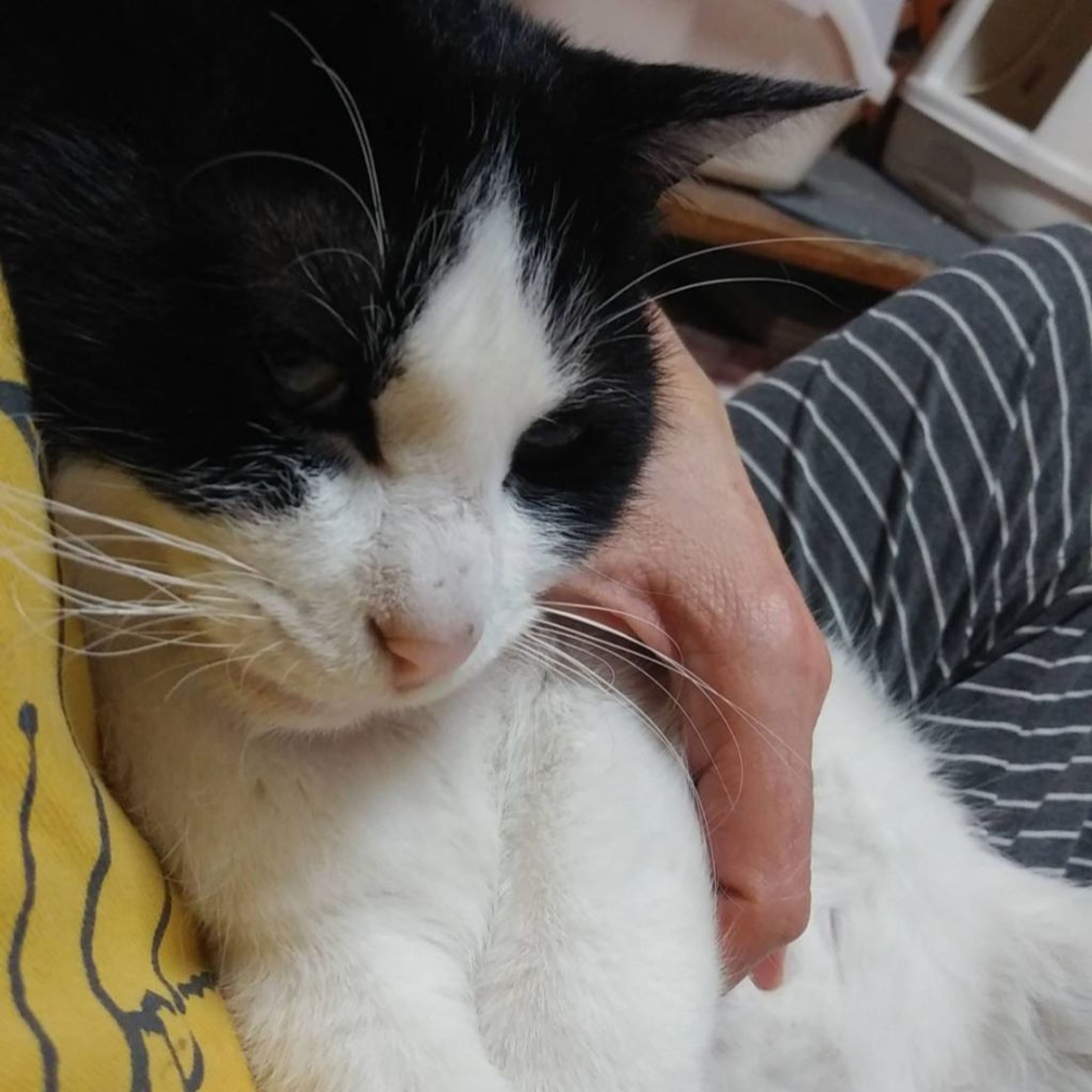 pet-image-5
