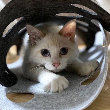 グラハムくん★4/17ミャオねこ譲渡会で会えますの写真