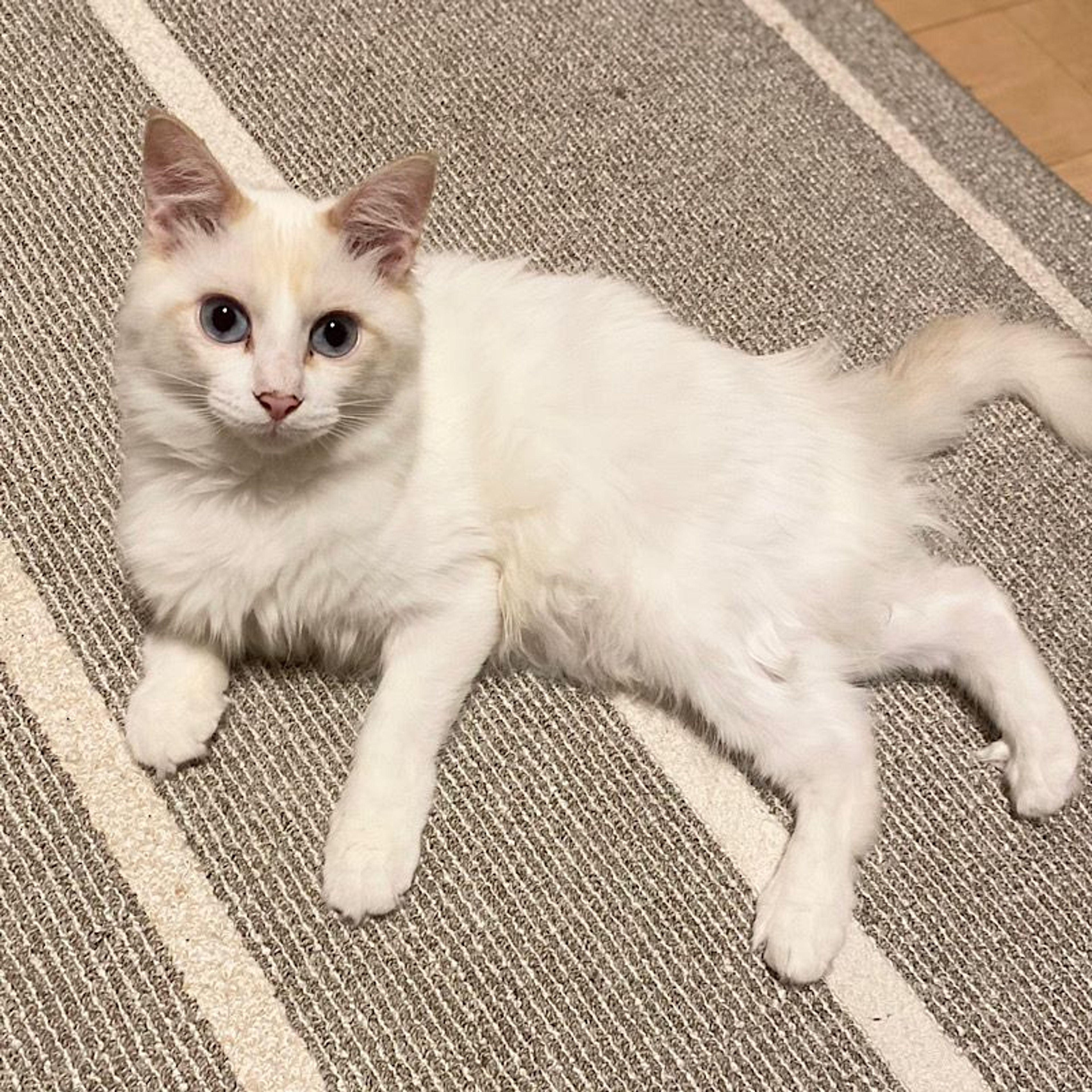pet-image-3