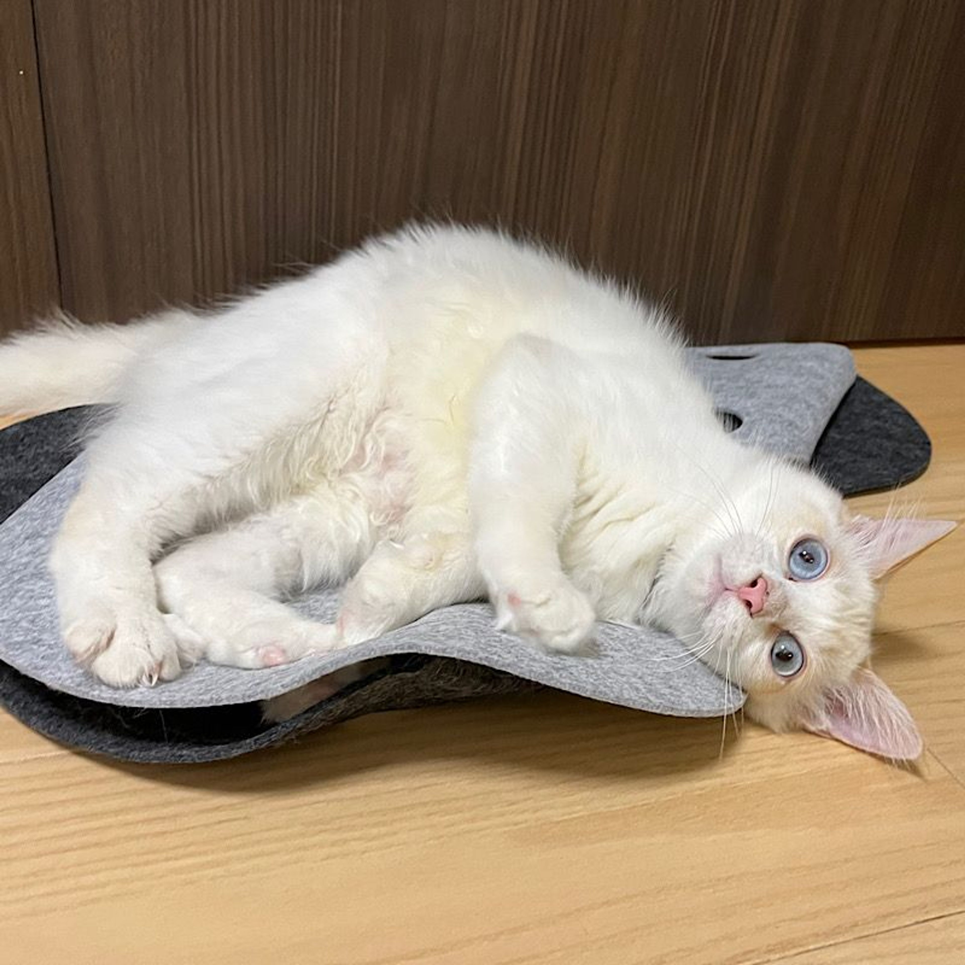 pet-image-4