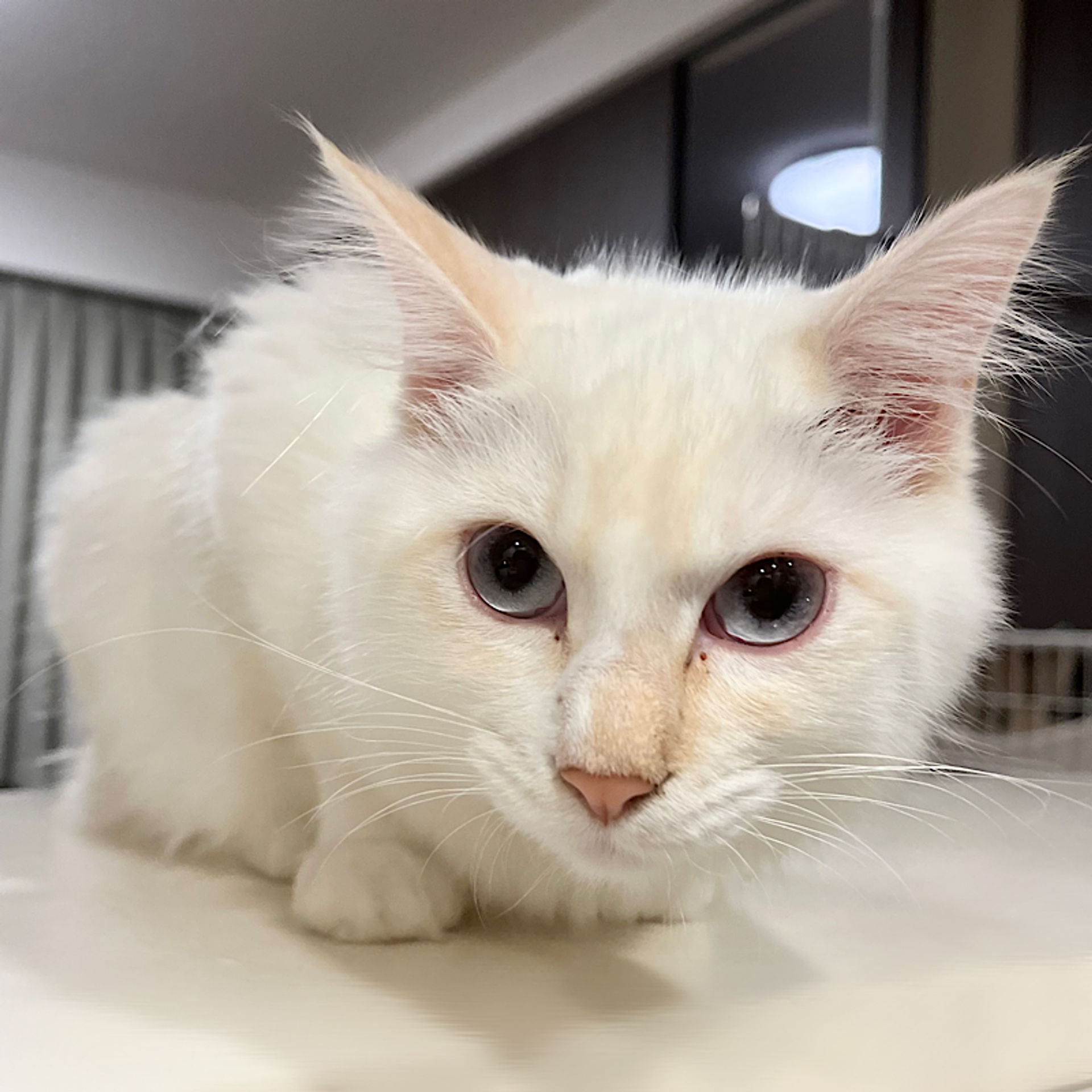 雑種（ミックス猫）・メスの里親募集の写真
