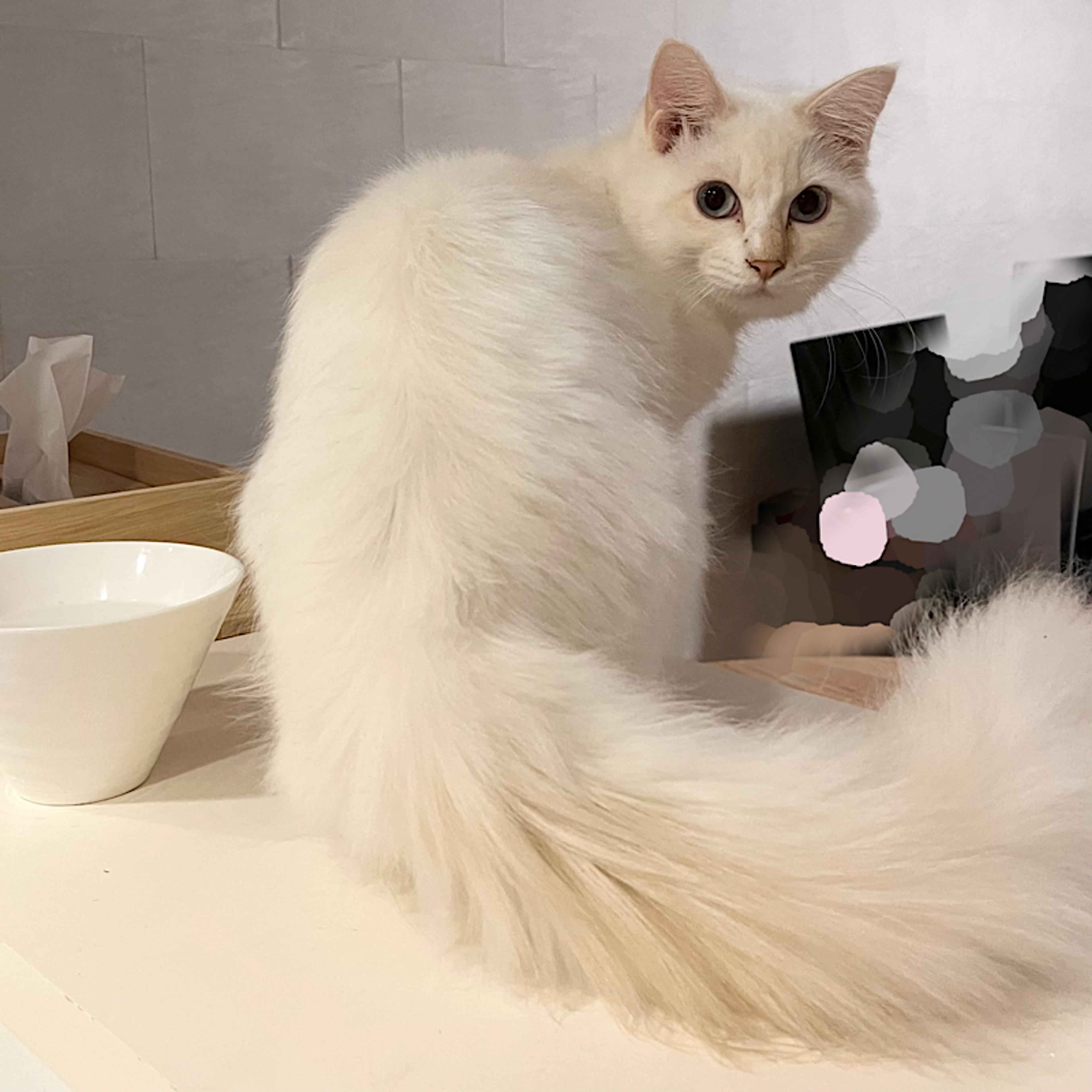pet-image-2