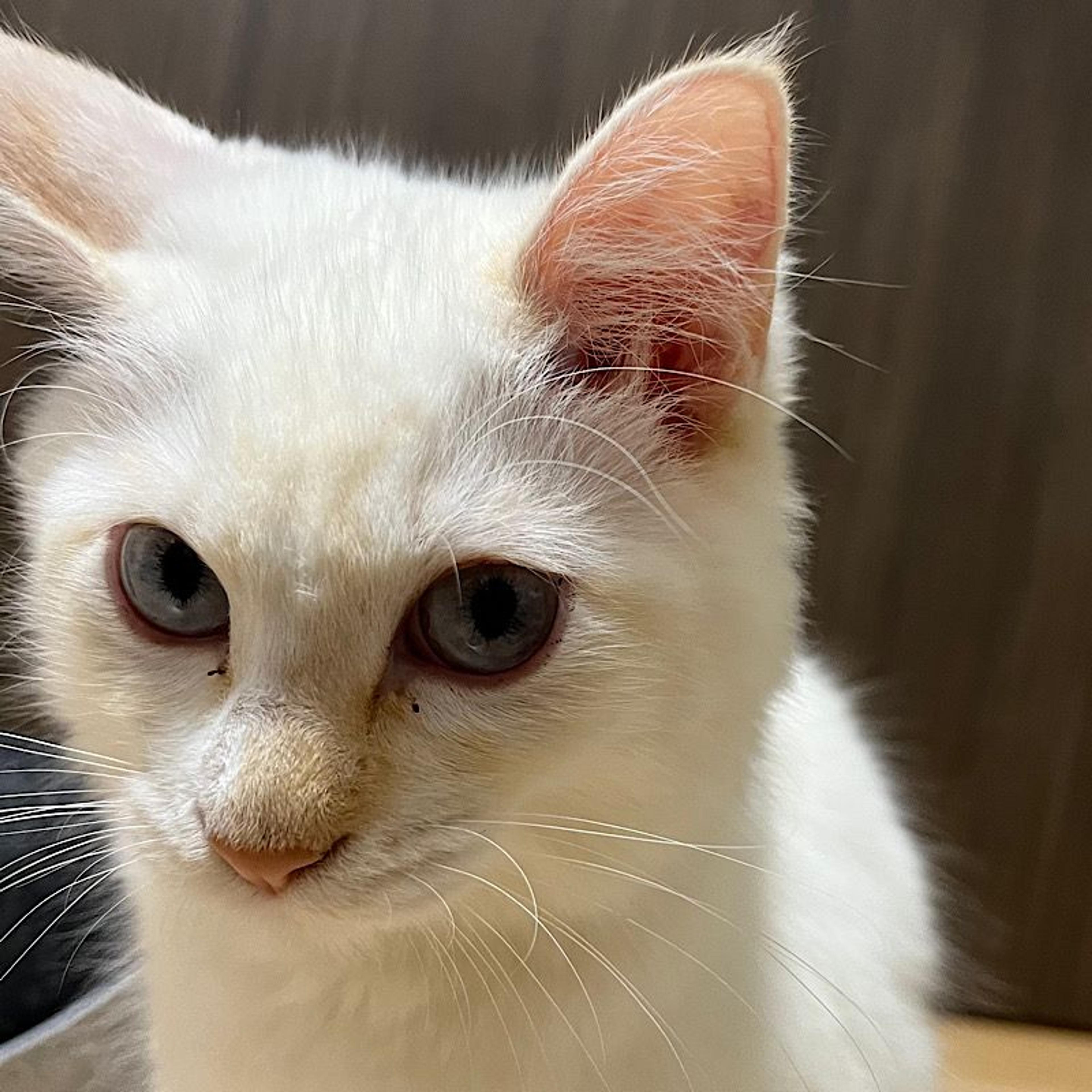 pet-image-4
