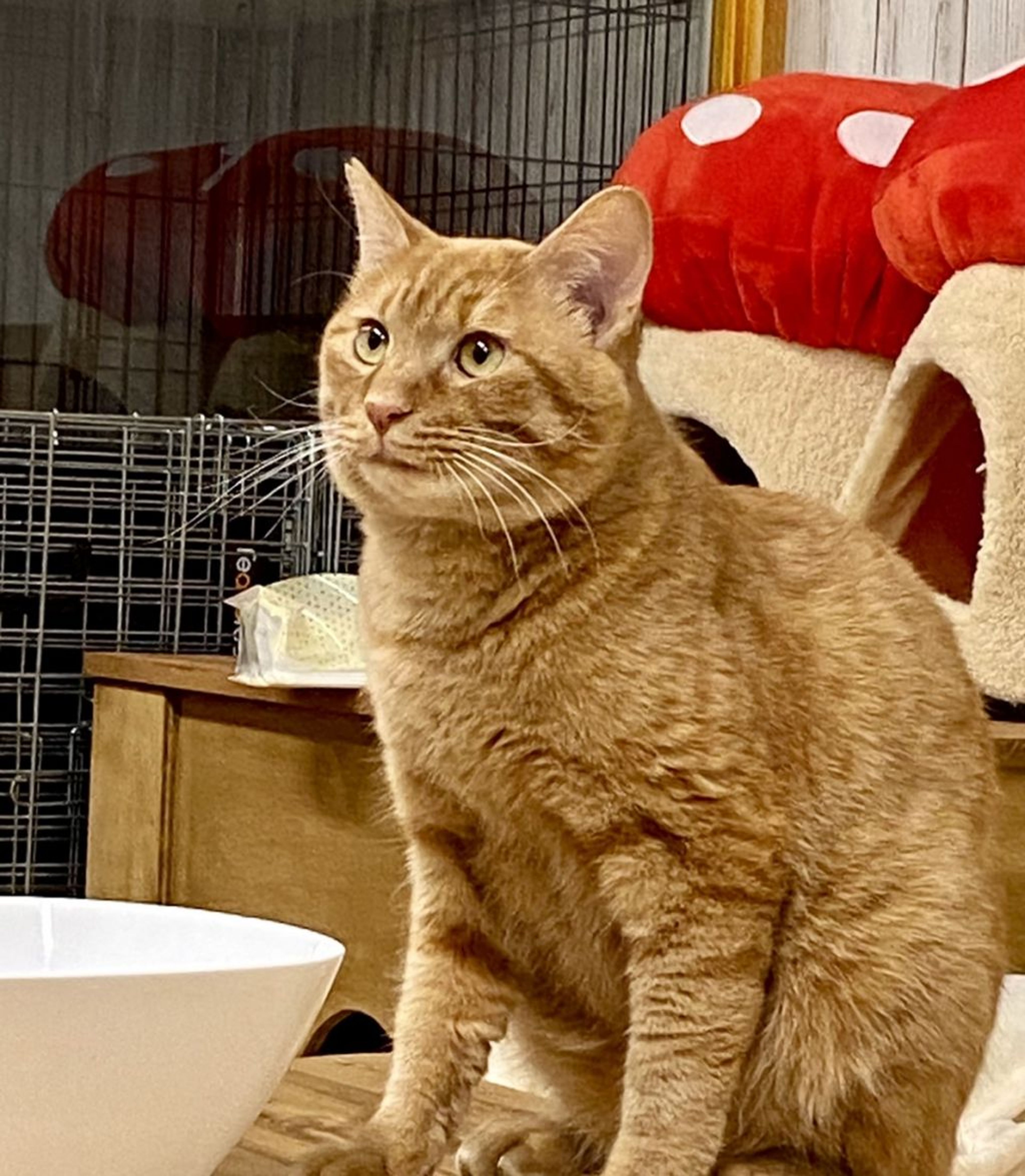 pet-image-2