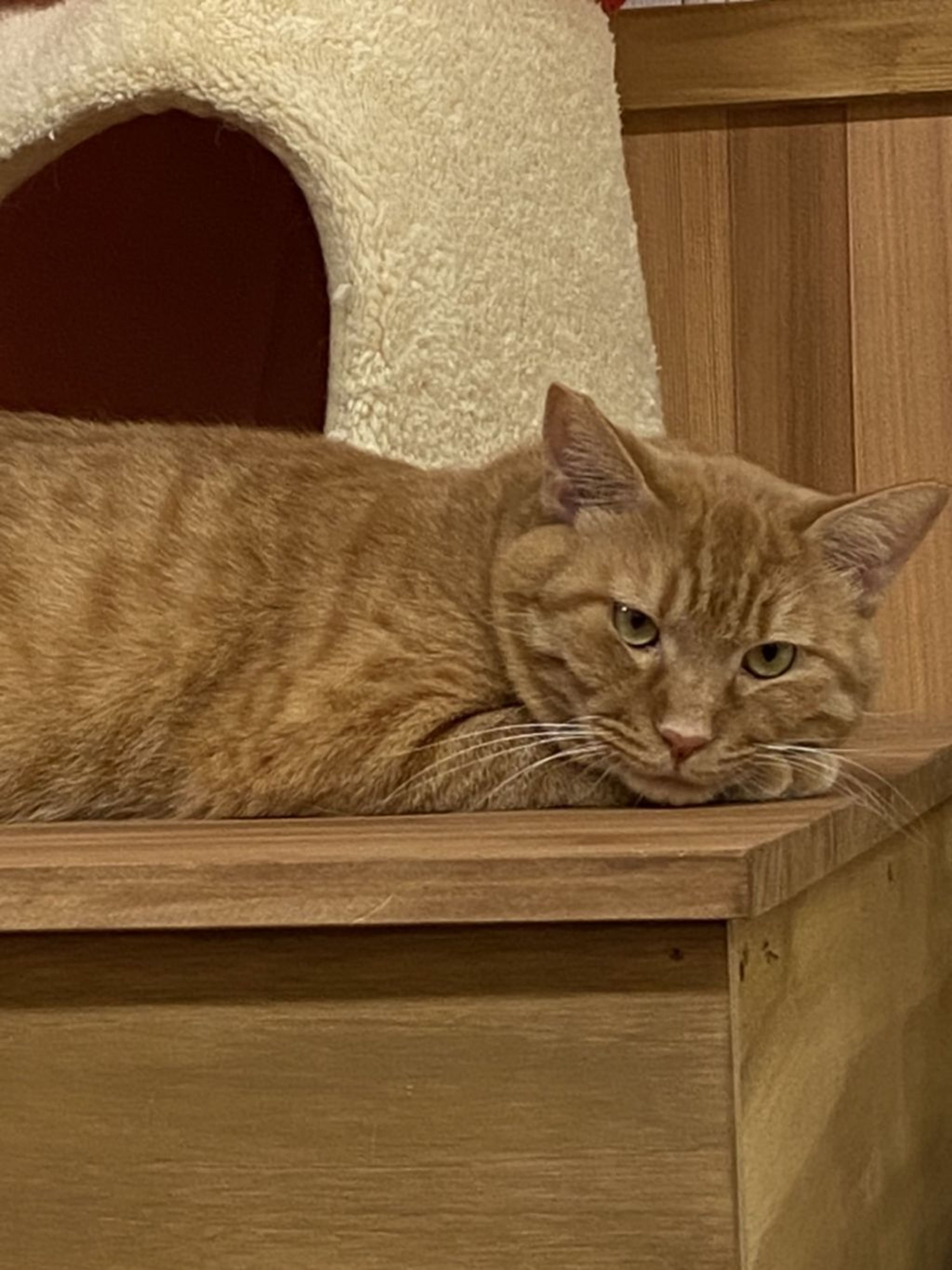 pet-image-3